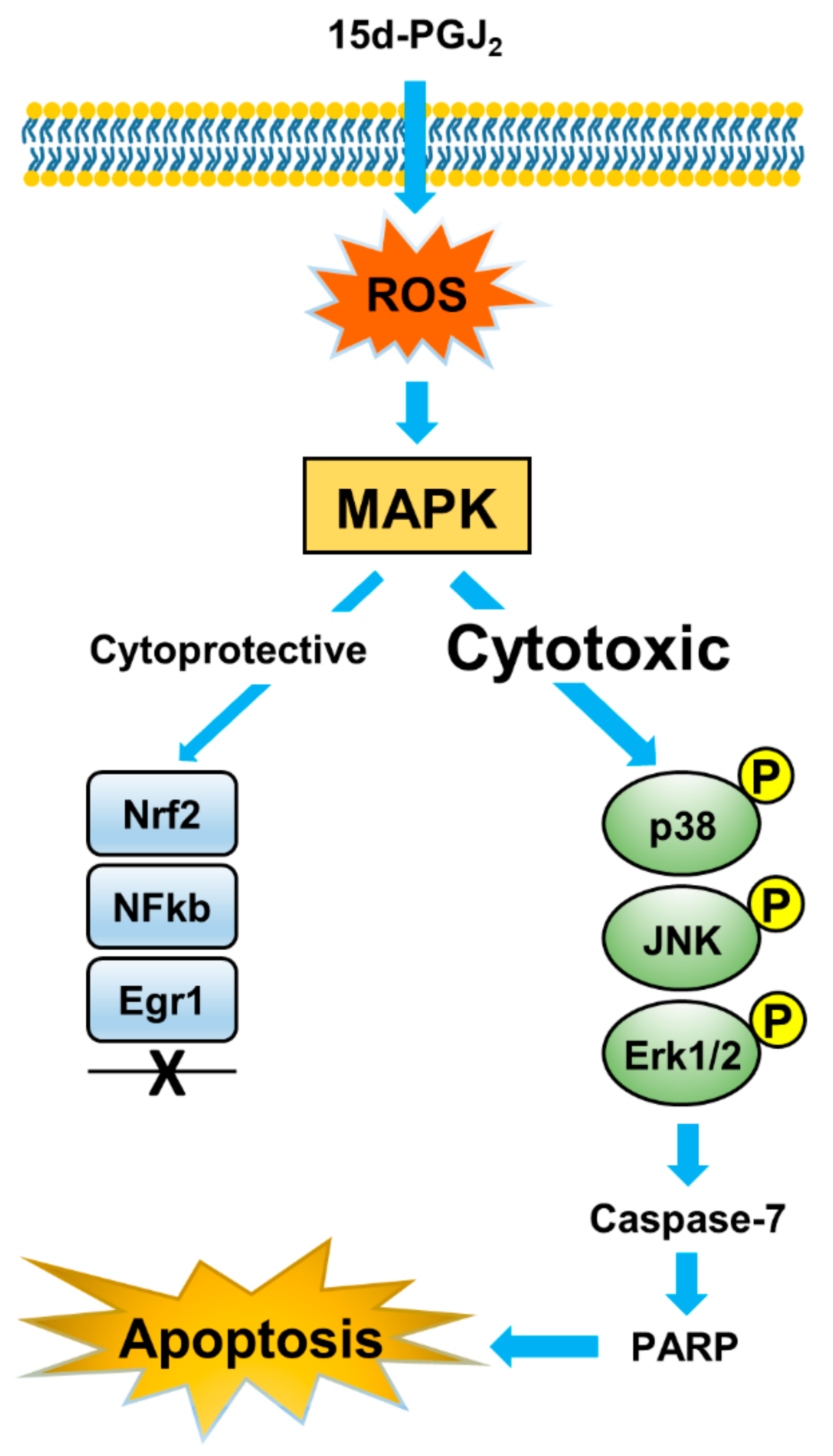 Ijms 22 11760 g006 Ijms 22 11760 g006