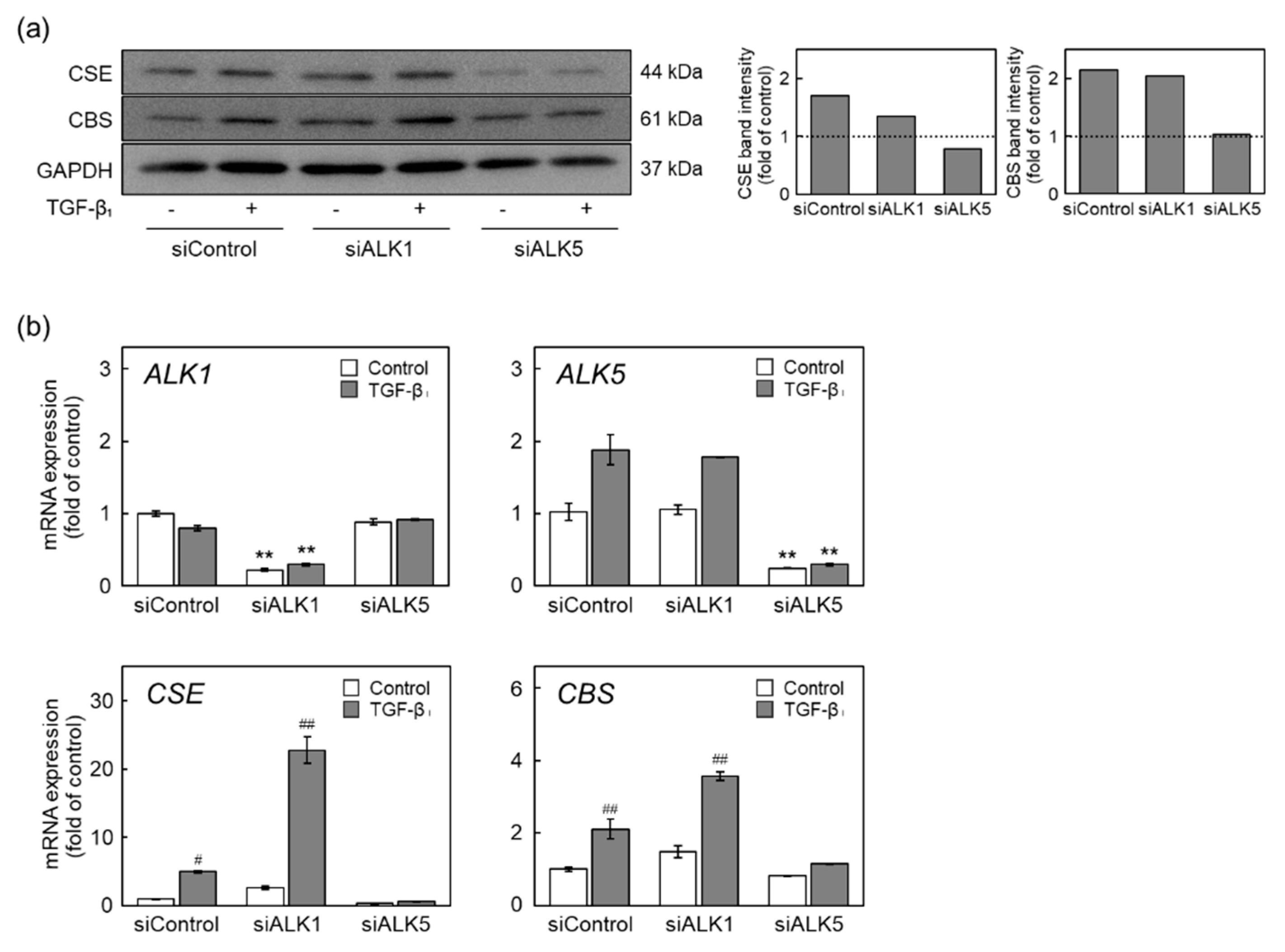 Ijms 22 11762 g004 550