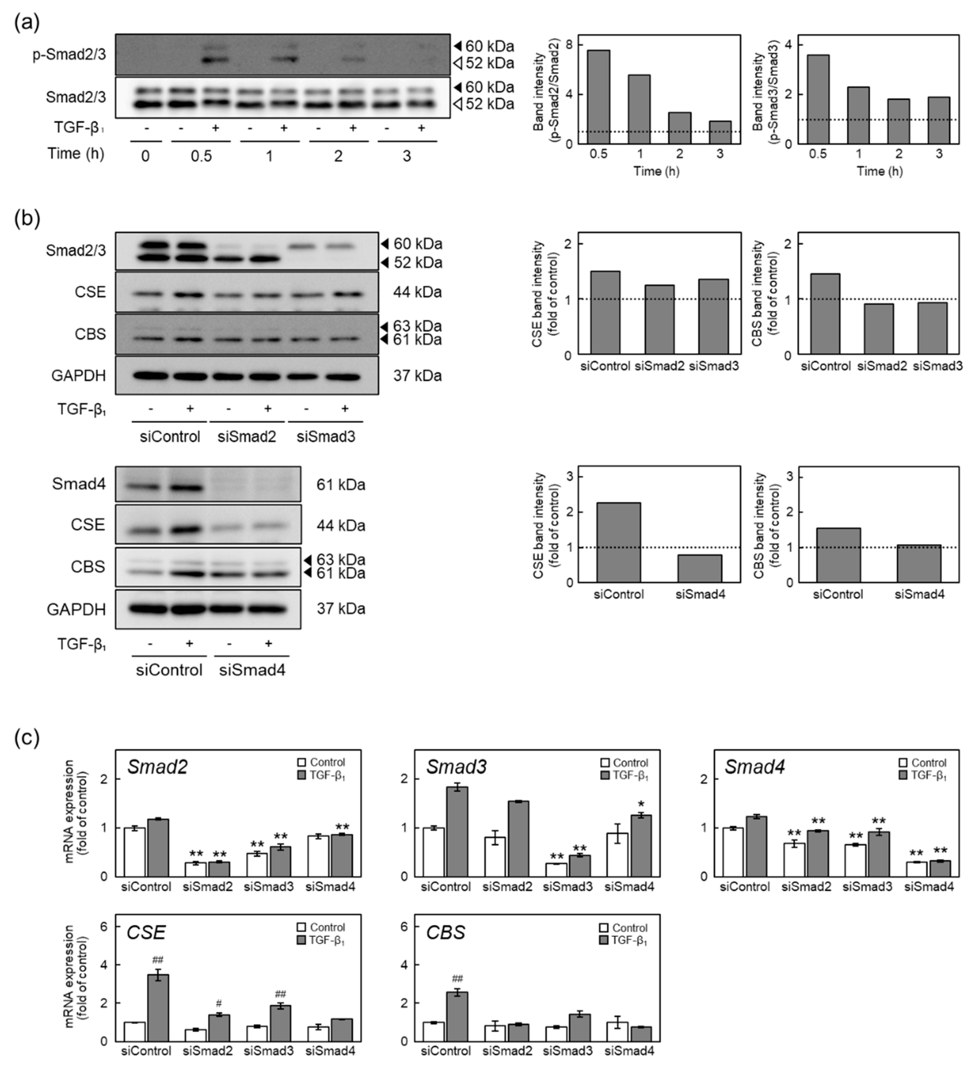 Ijms 22 11762 g005 550