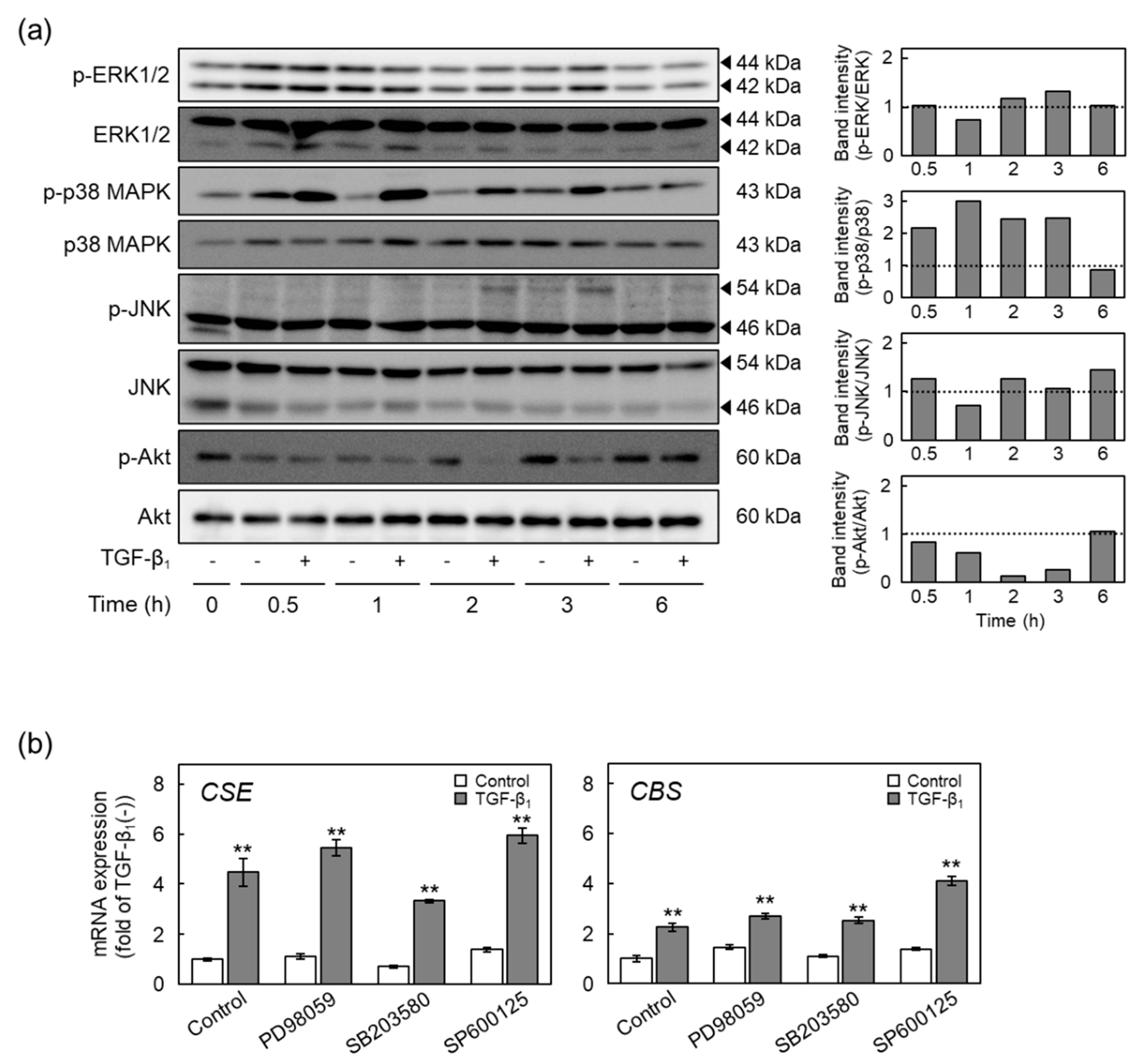 Ijms 22 11762 g008 550