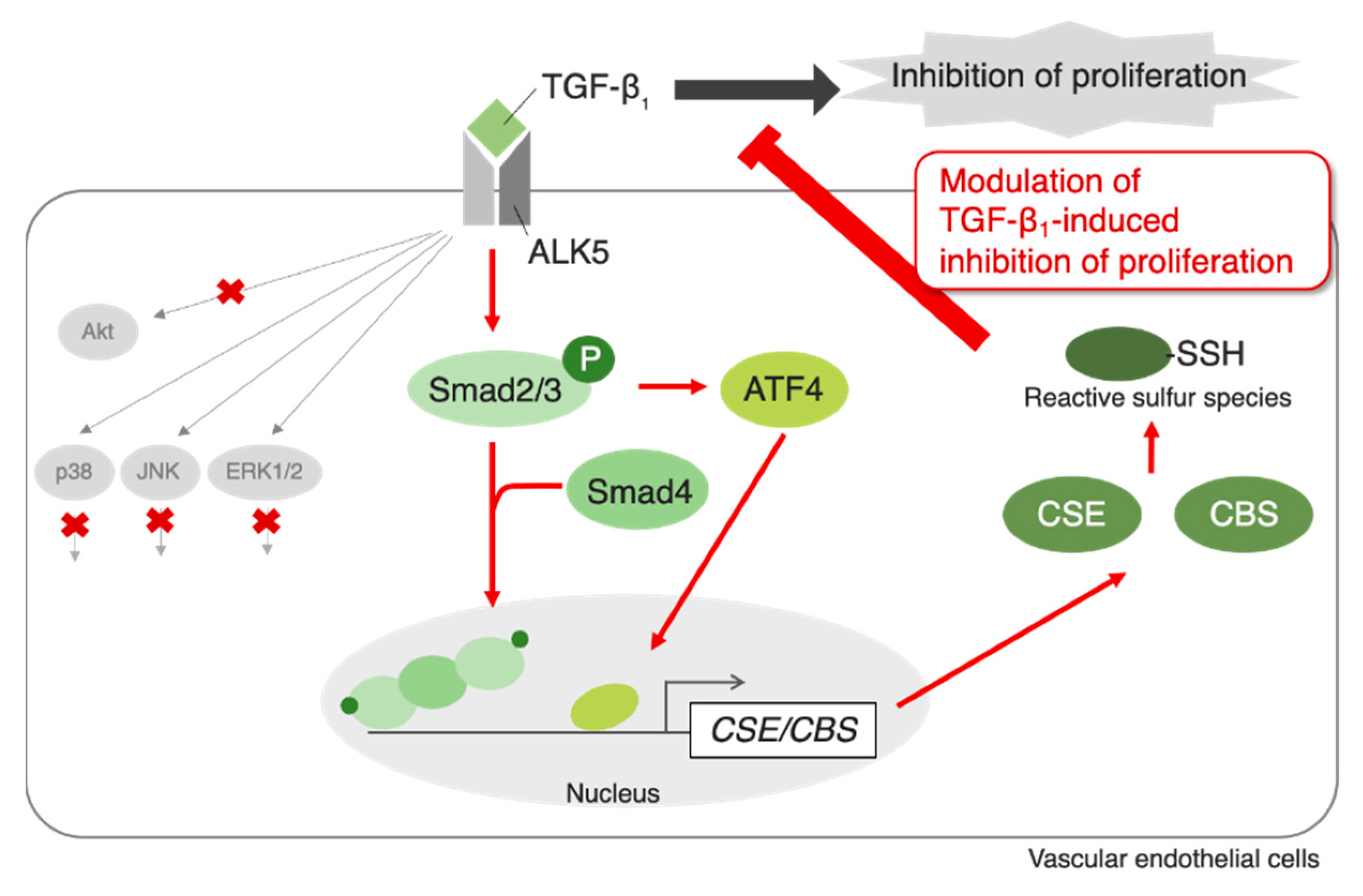 Ijms 22 11762 g009 550