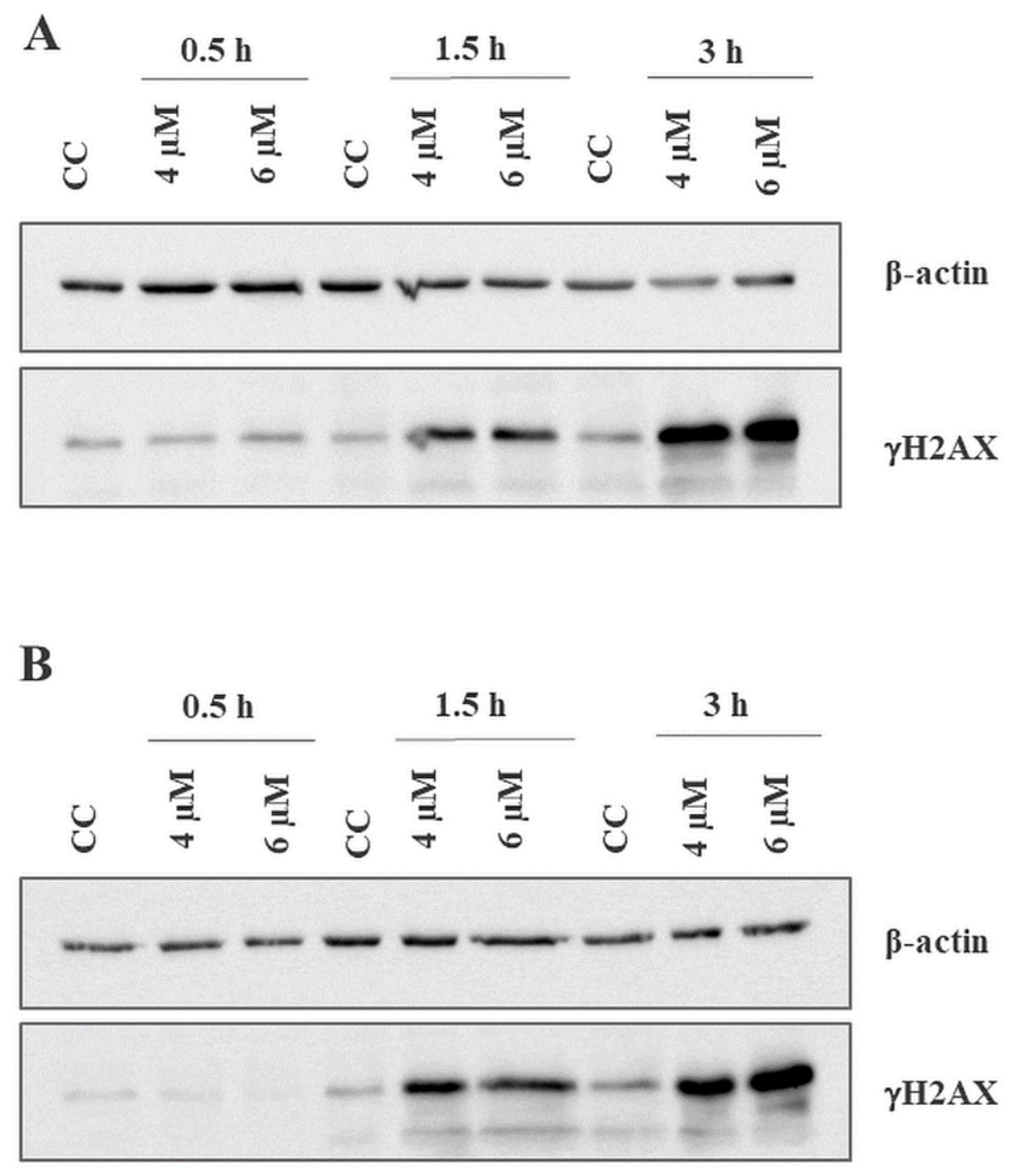 Ijms 22 11772 g005 Ijms 22 11772 g005