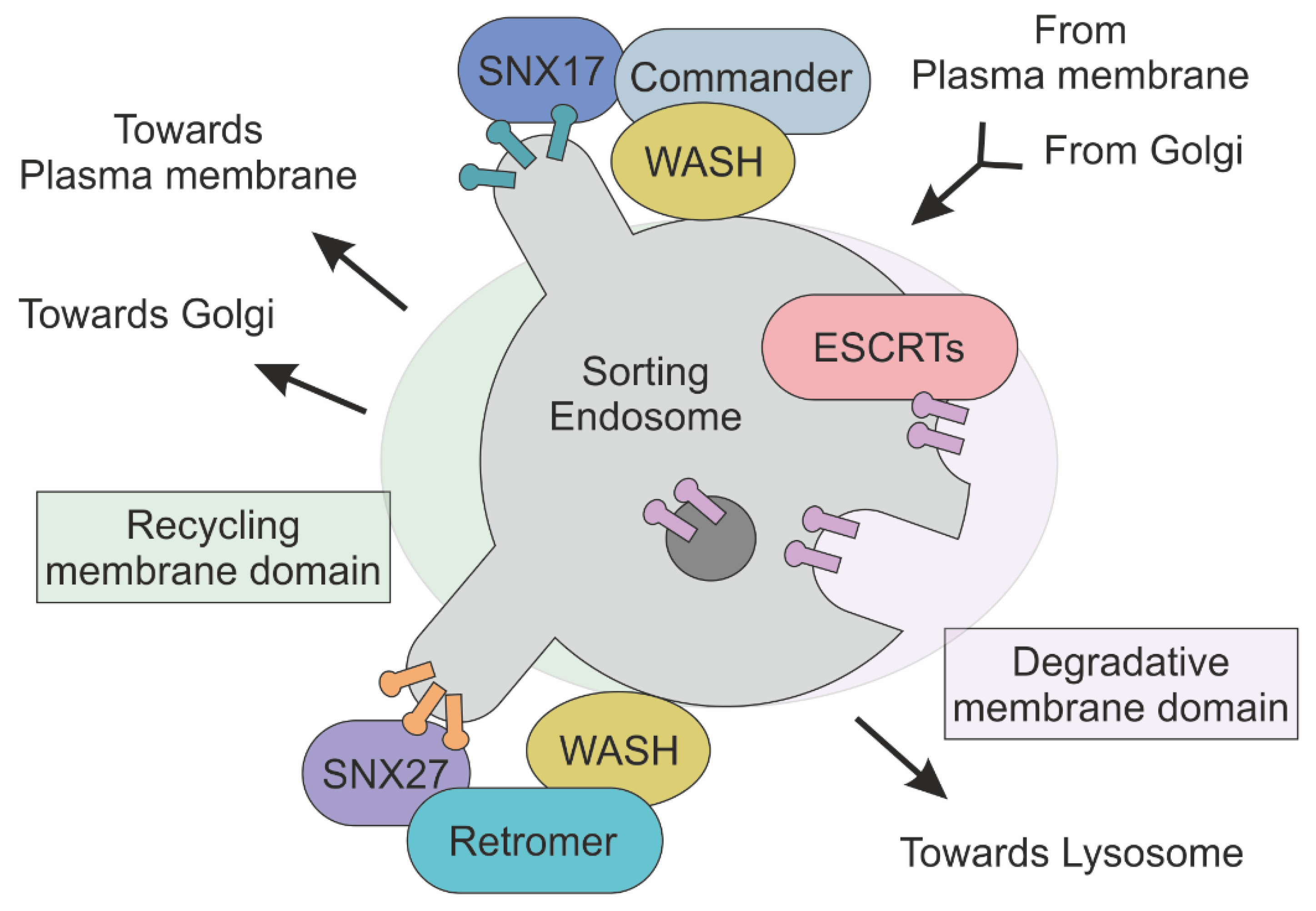 Ijms 22 11773 g002 550