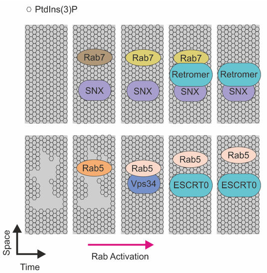Deliver on Time or Pay the Fine: Scheduling in Membrane Trafficking