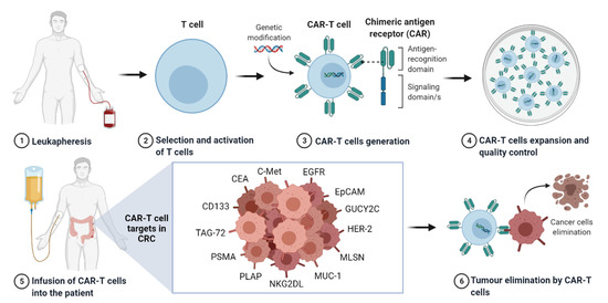 Cell Therapy for Colorectal Cancer: The Promise of Chimeric Antigen ...