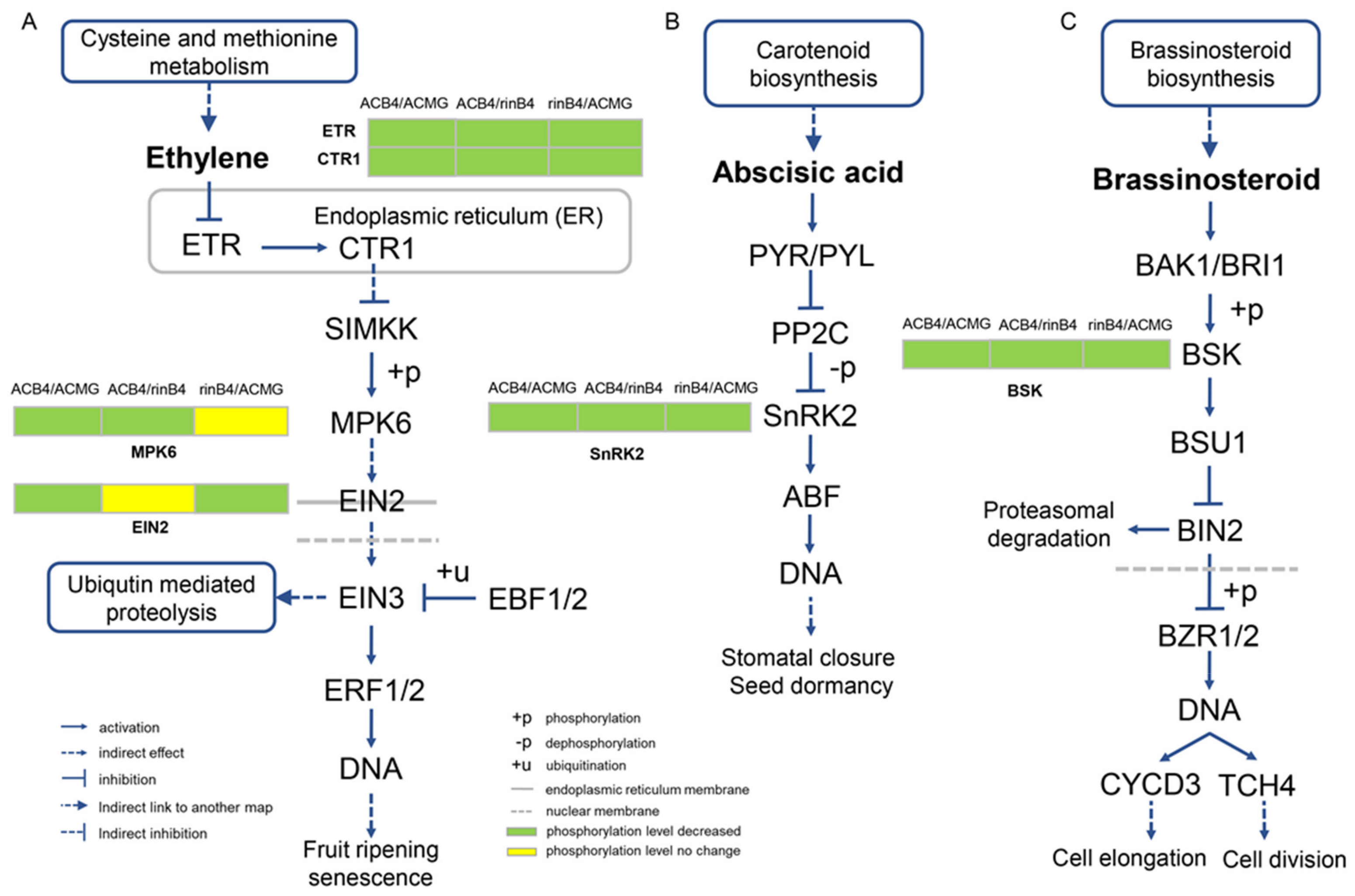 Ijms 22 11782 g009 550