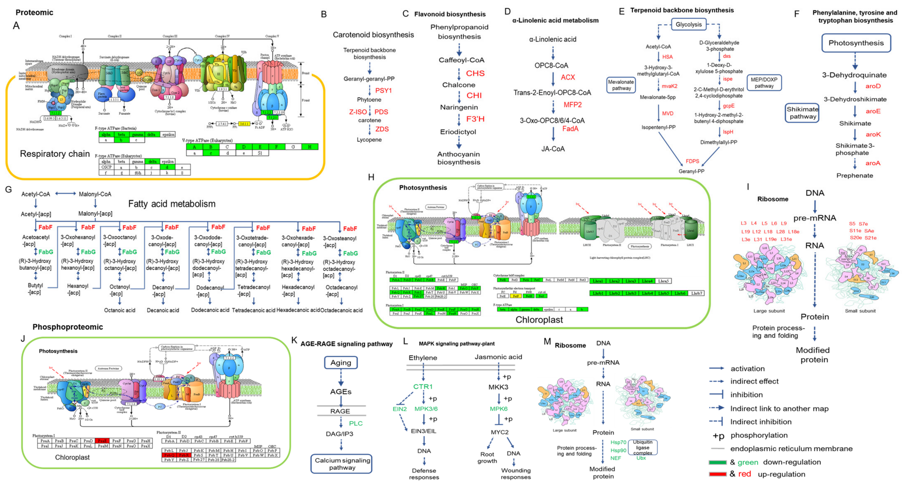 Ijms 22 11782 g010 550