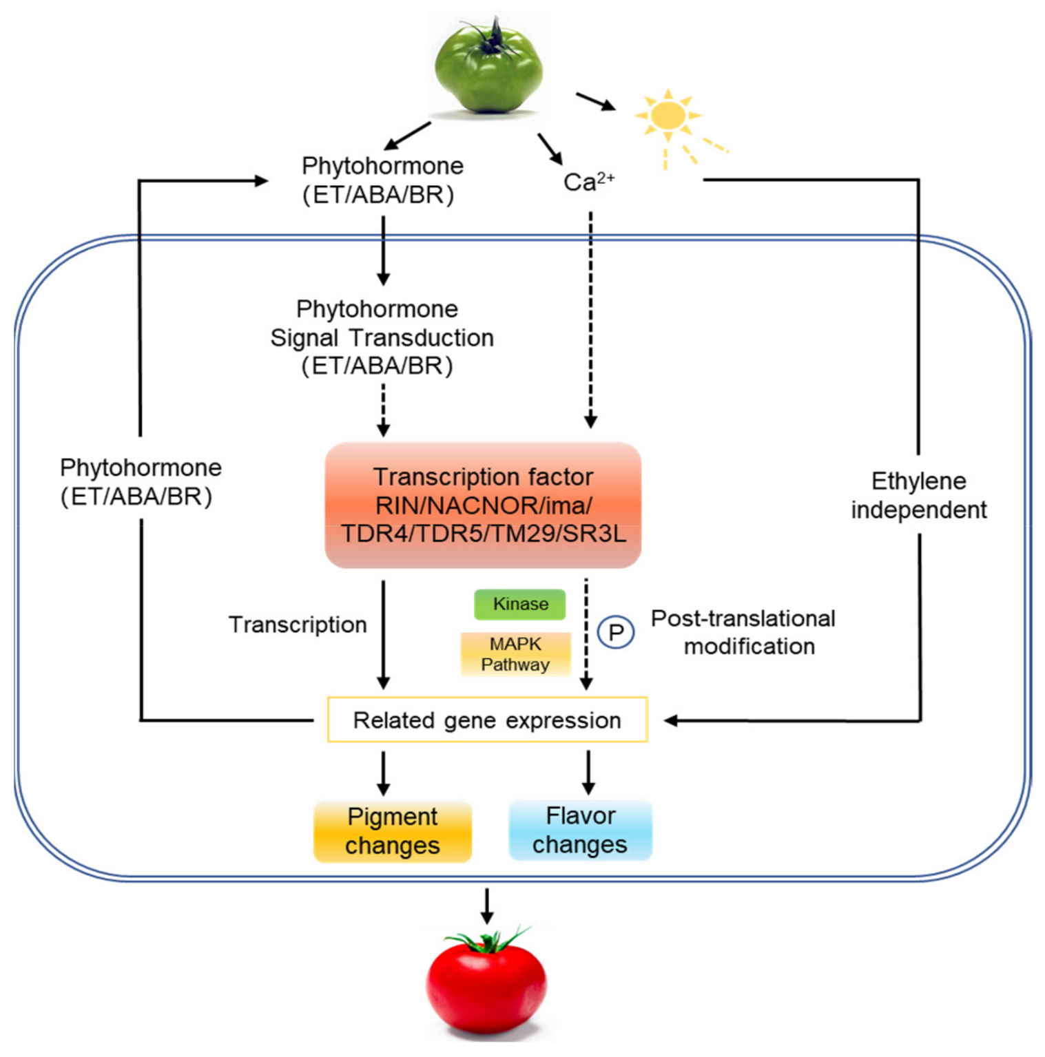 Ijms 22 11782 g012 550