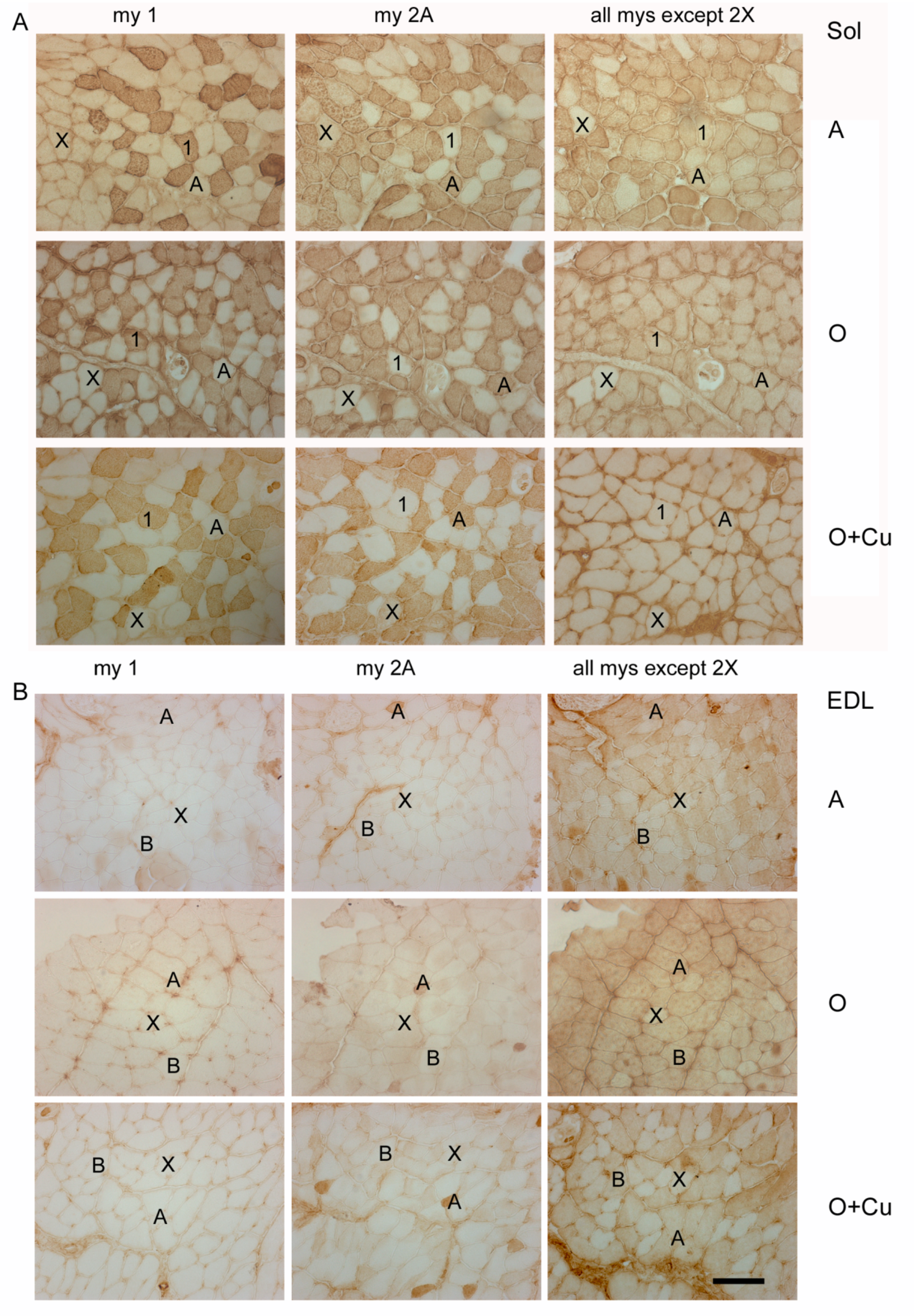 Ijms 22 11789 g004 Ijms 22 11789 g004