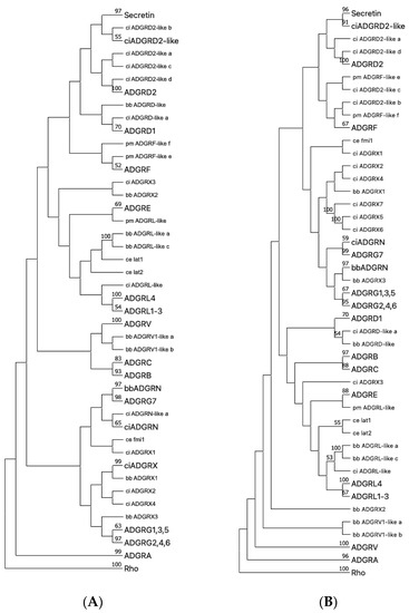 The Evolutionary History of Vertebrate Adhesion GPCRs and Its ...