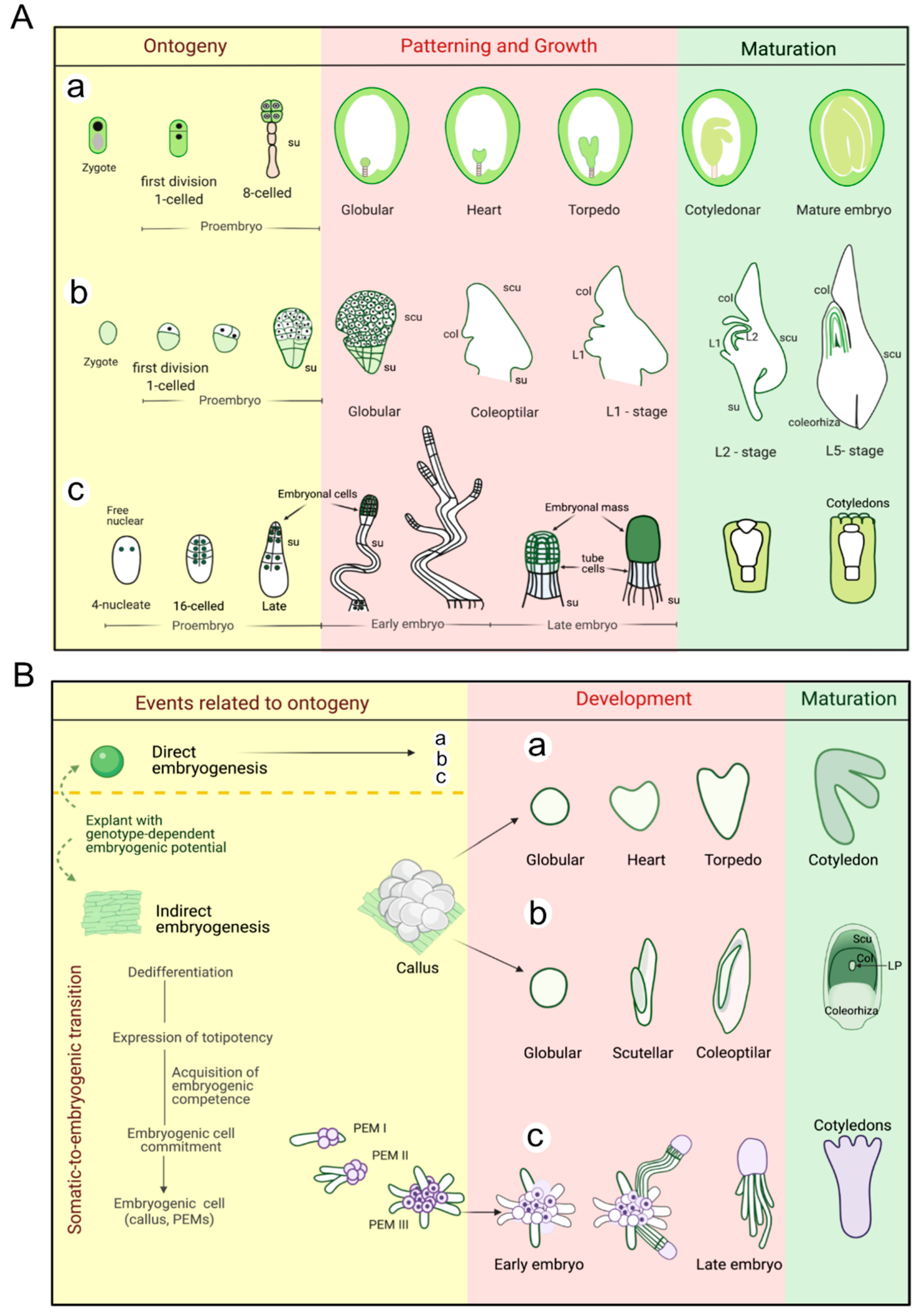 Ijms 22 11807 g001 Ijms 22 11807 g001
