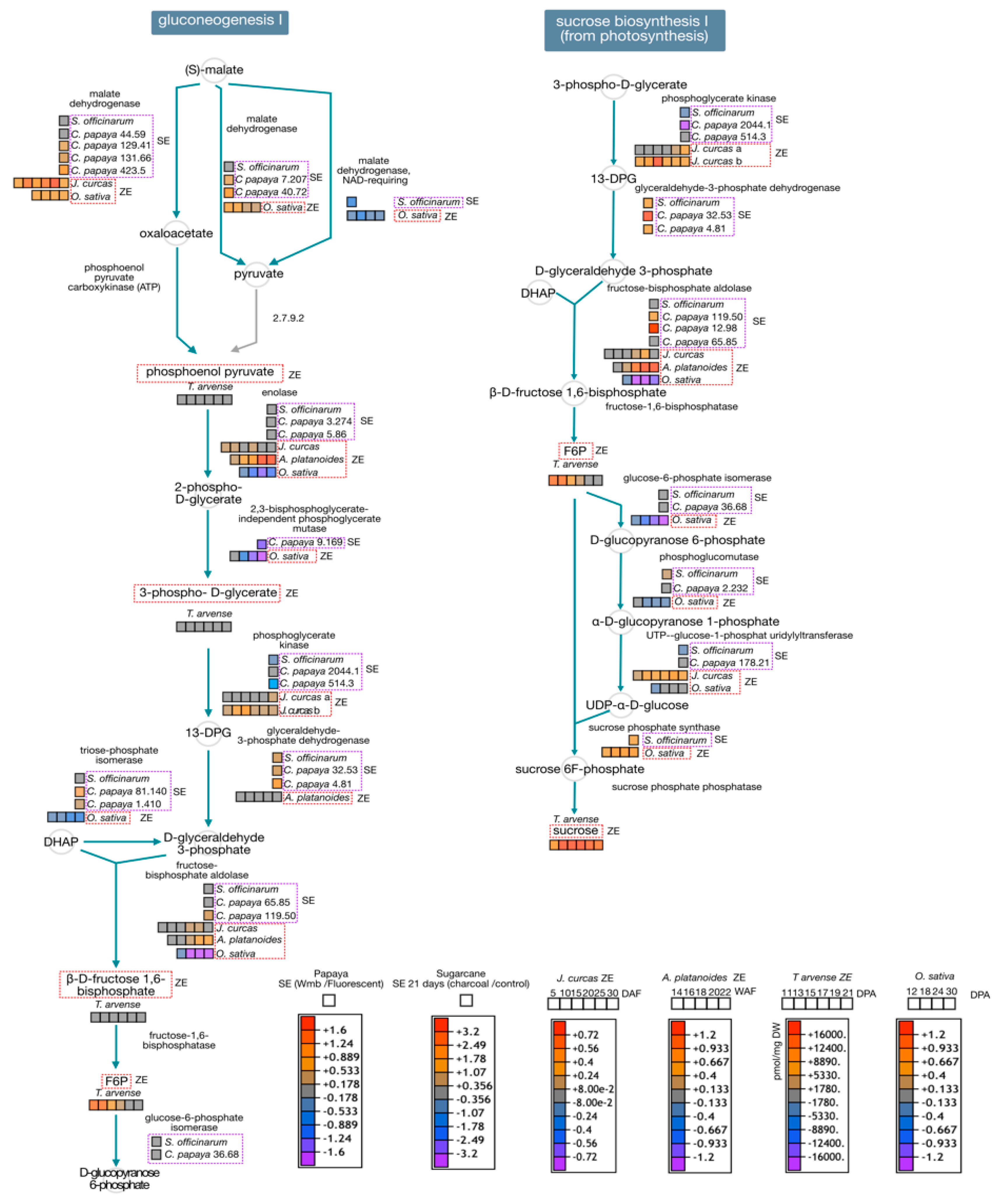 Ijms 22 11807 g005 Ijms 22 11807 g005