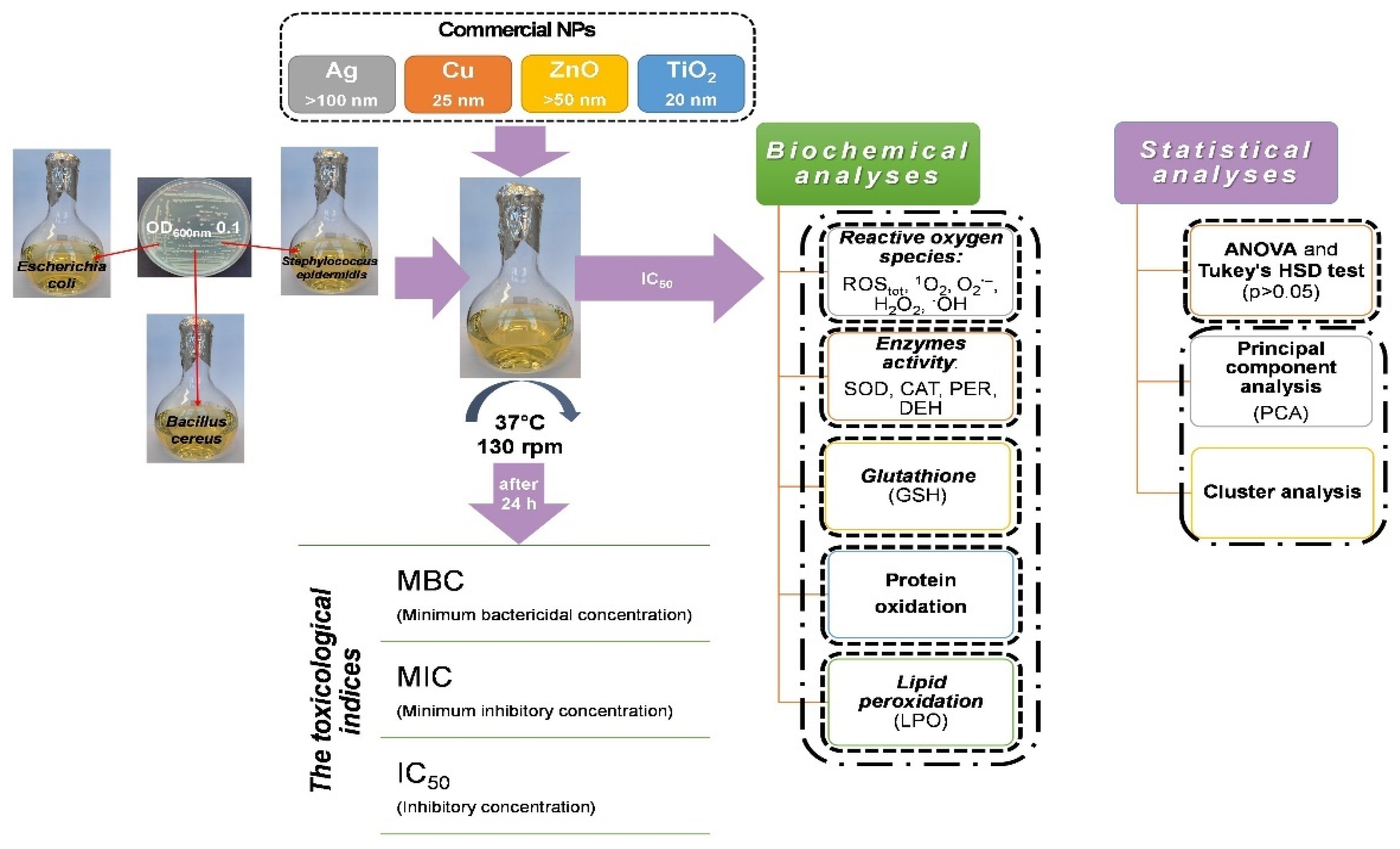 Ijms 22 11811 g008 550