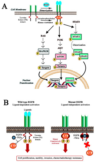 Effect of Epigallocatechin-3-Gallate on EGFR Signaling and Migration in ...