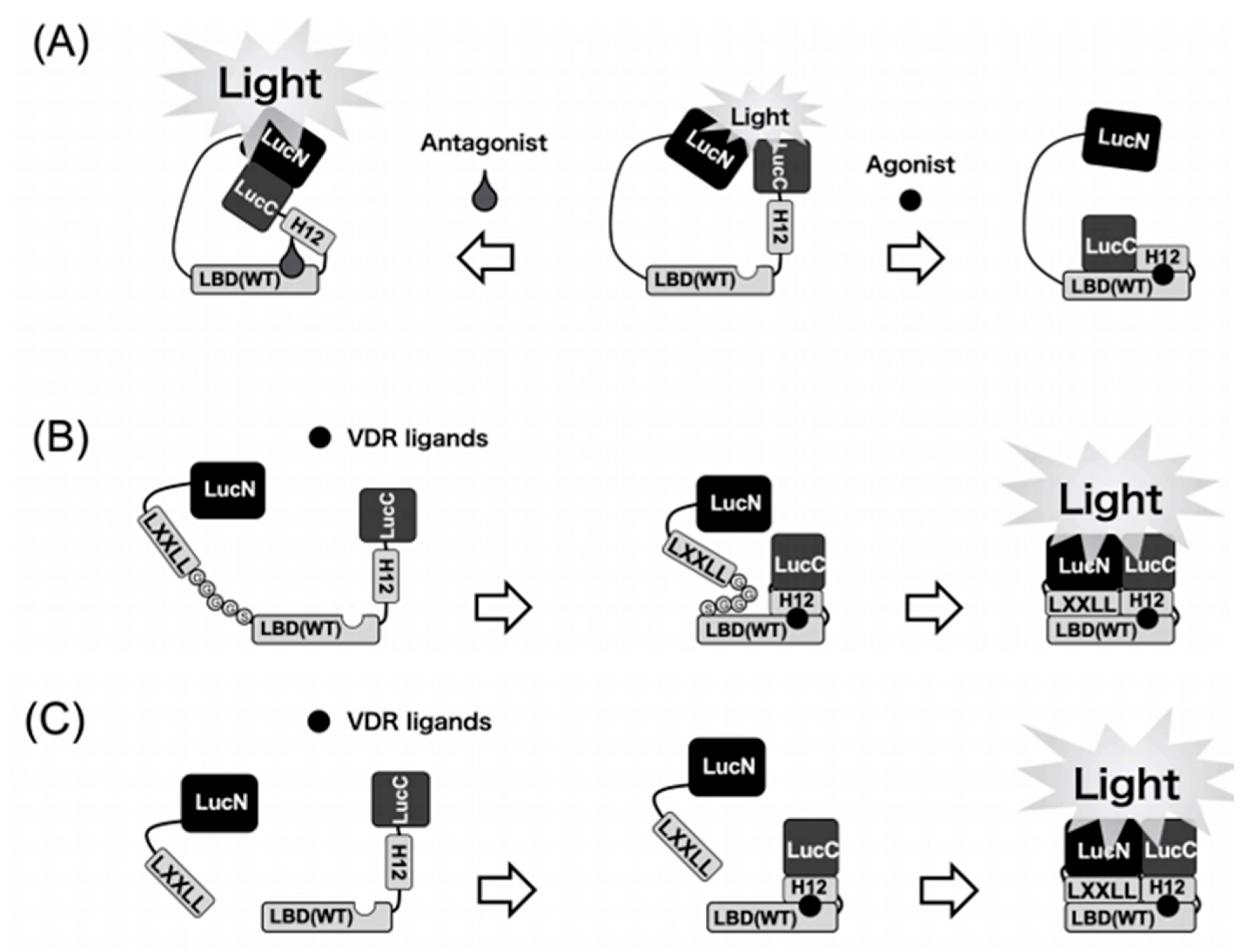 Ijms 22 11839 g001 550