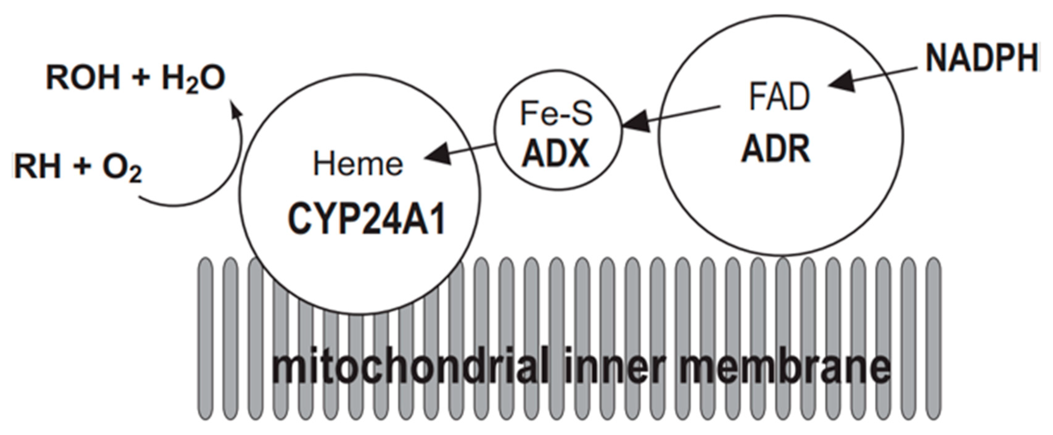 Ijms 22 11839 g002 550