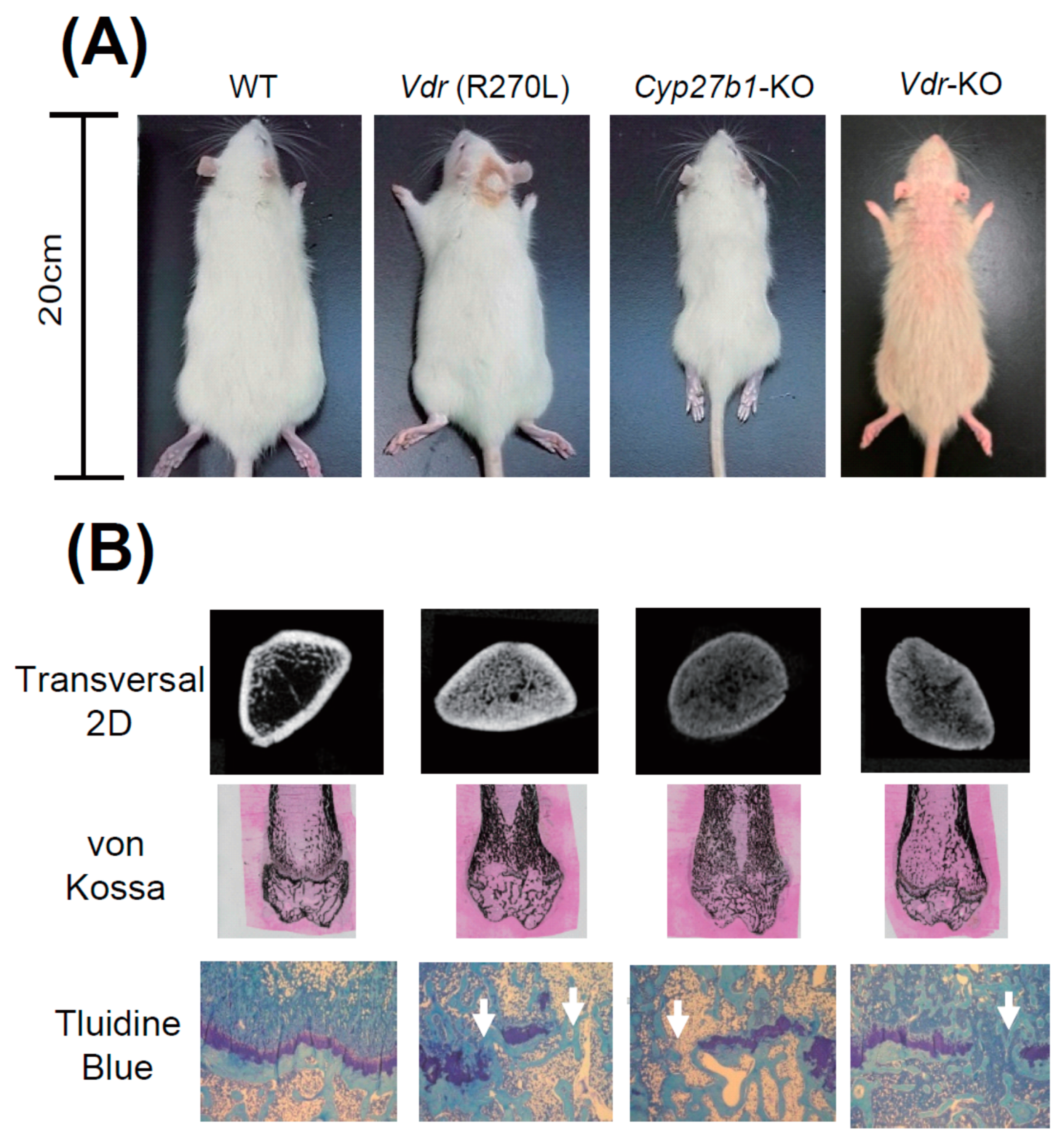 Ijms 22 11839 g005 550