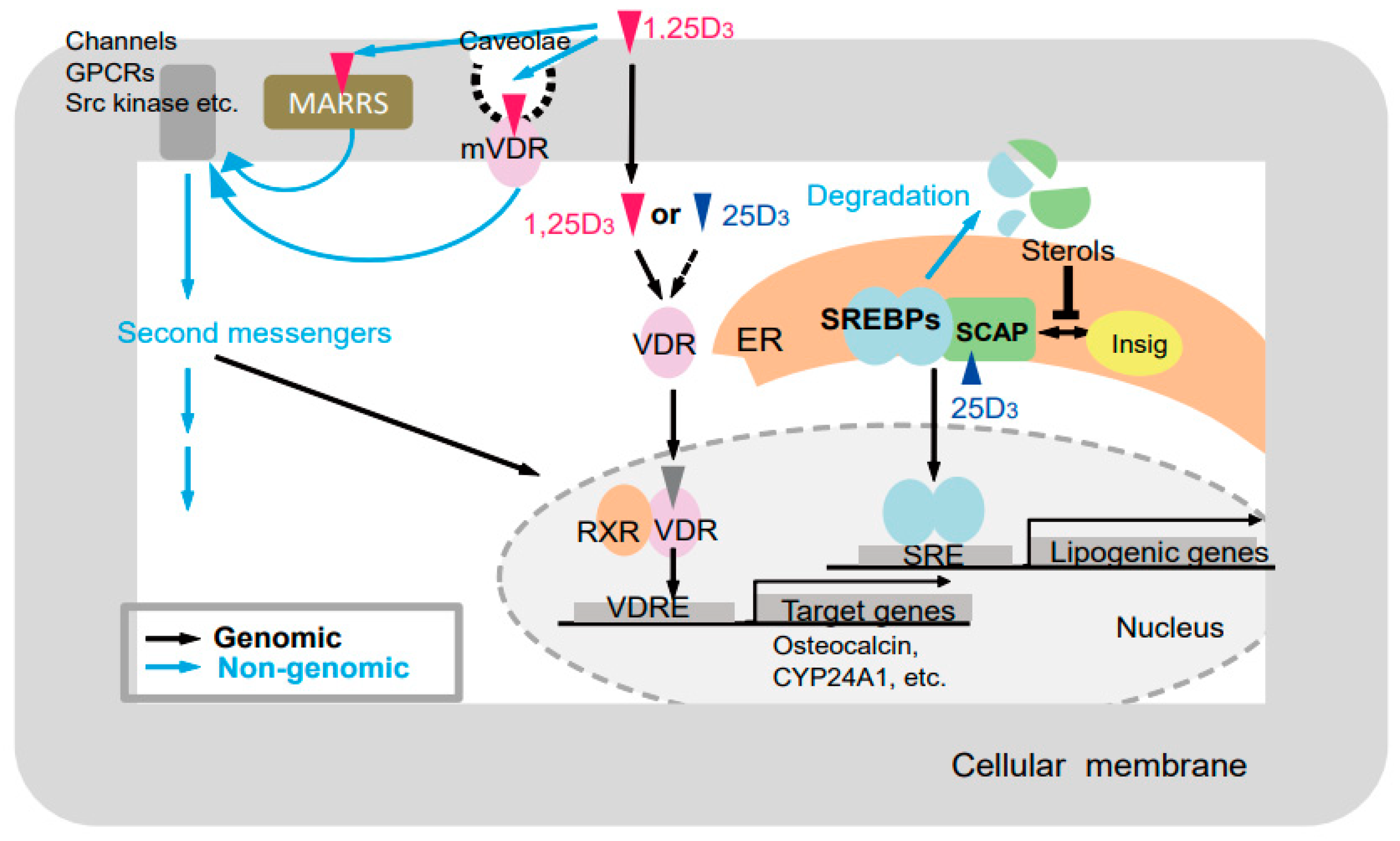 Ijms 22 11839 g006 550
