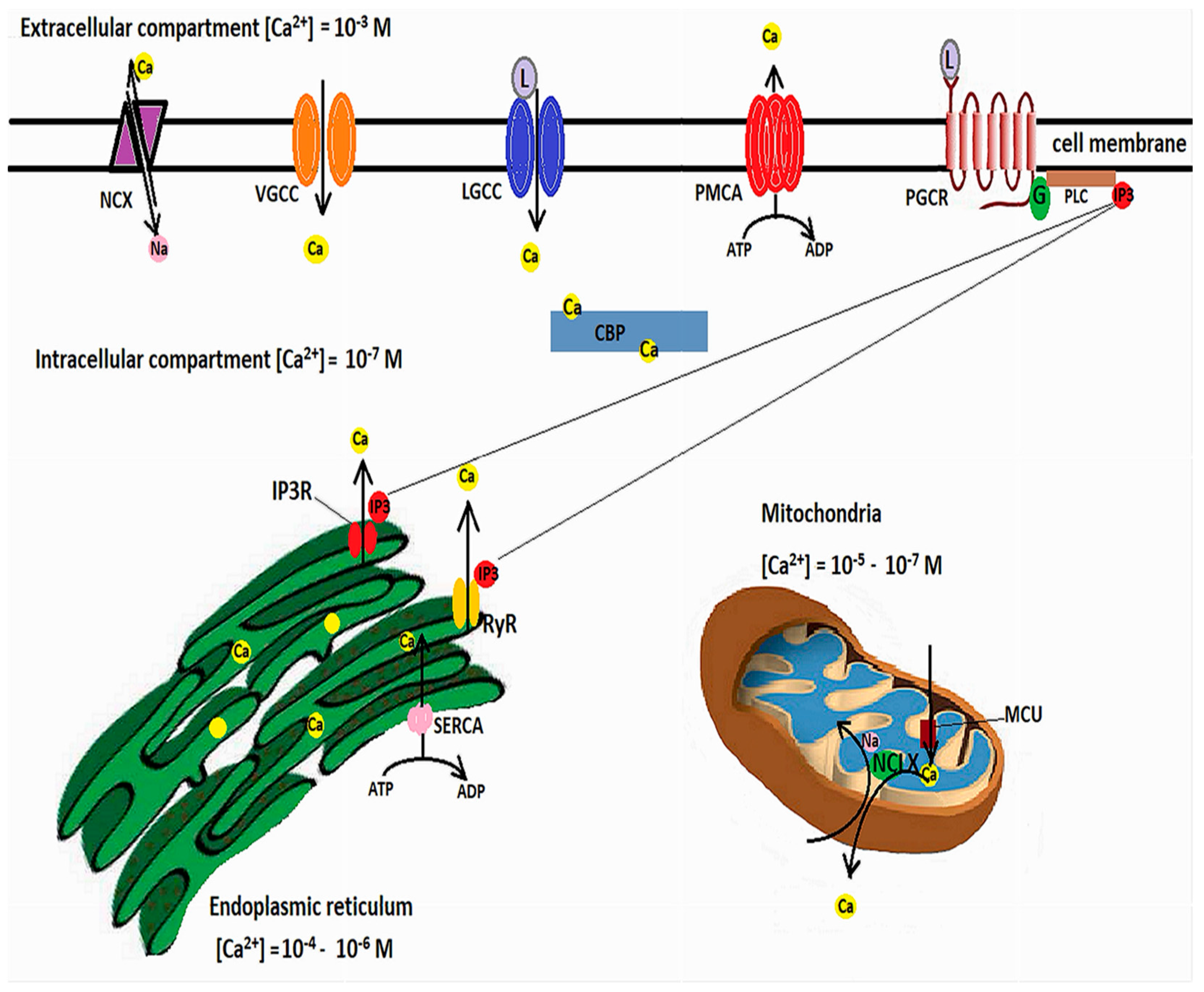 Ijms Free Full Text Insights Into The Pathogenesis Of Neurodegenerative Diseases Focus On Mitochondrial Dysfunction And Oxidative Stress Html