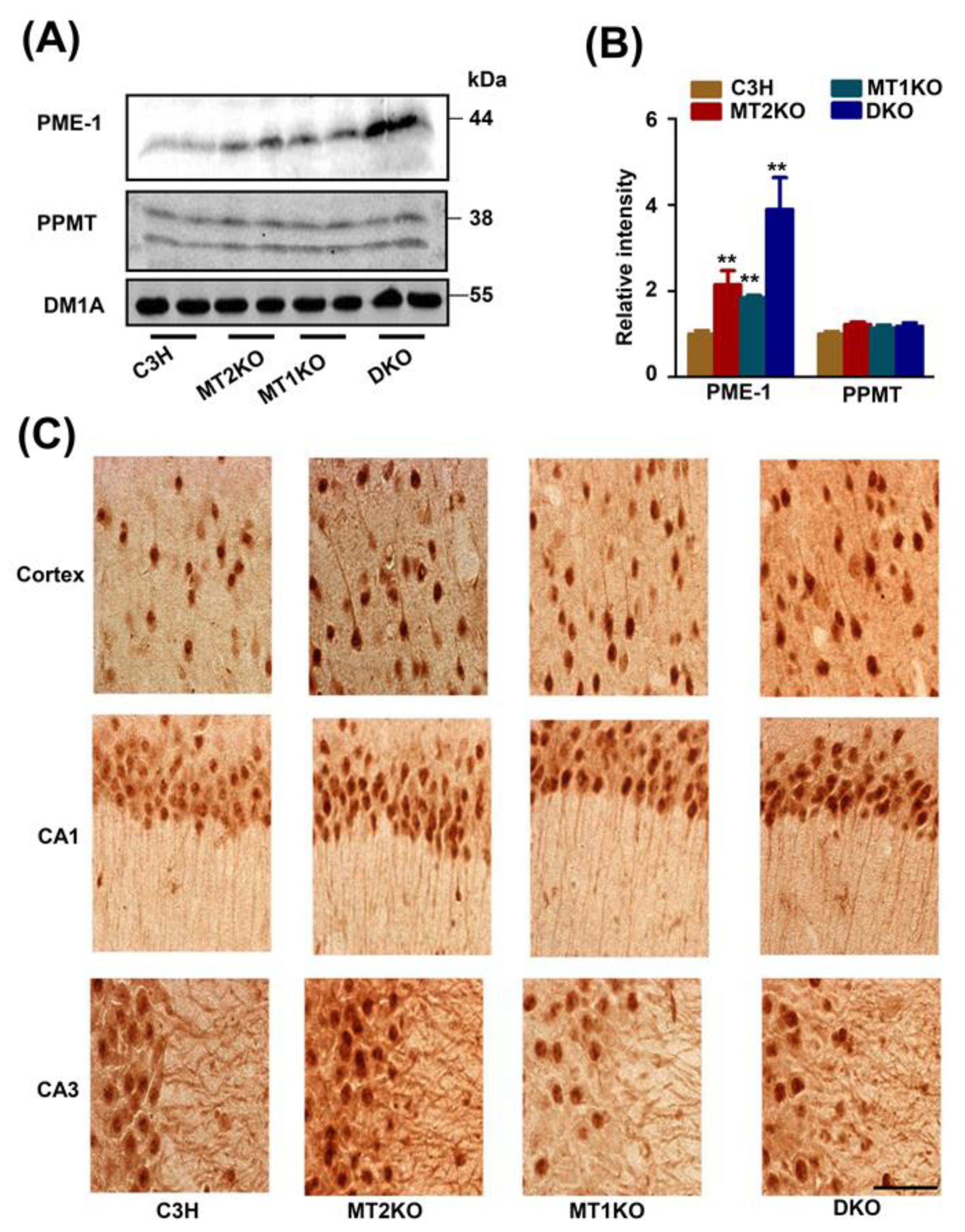 Ijms 22 11850 g004 550