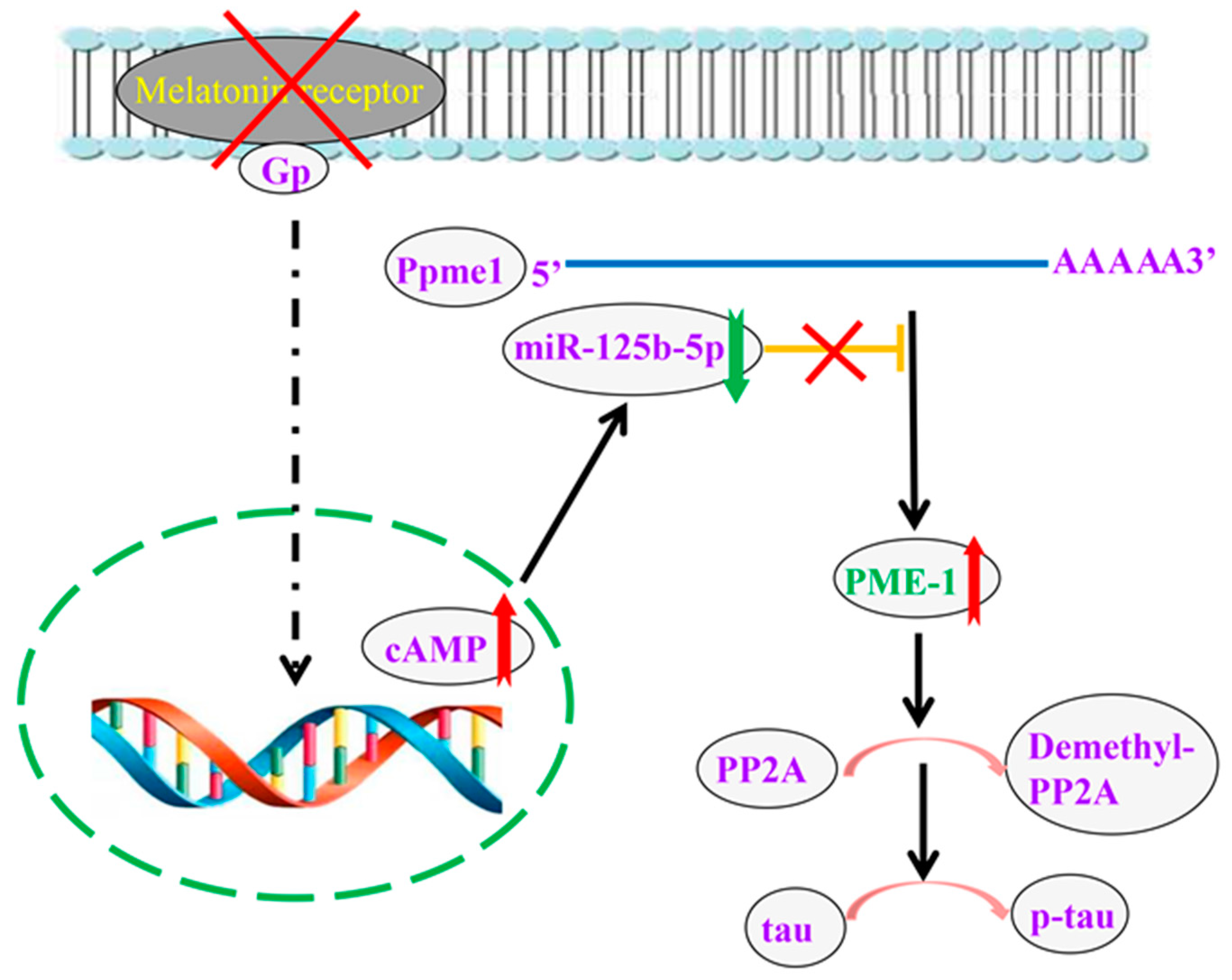 Ijms 22 11850 g007 550