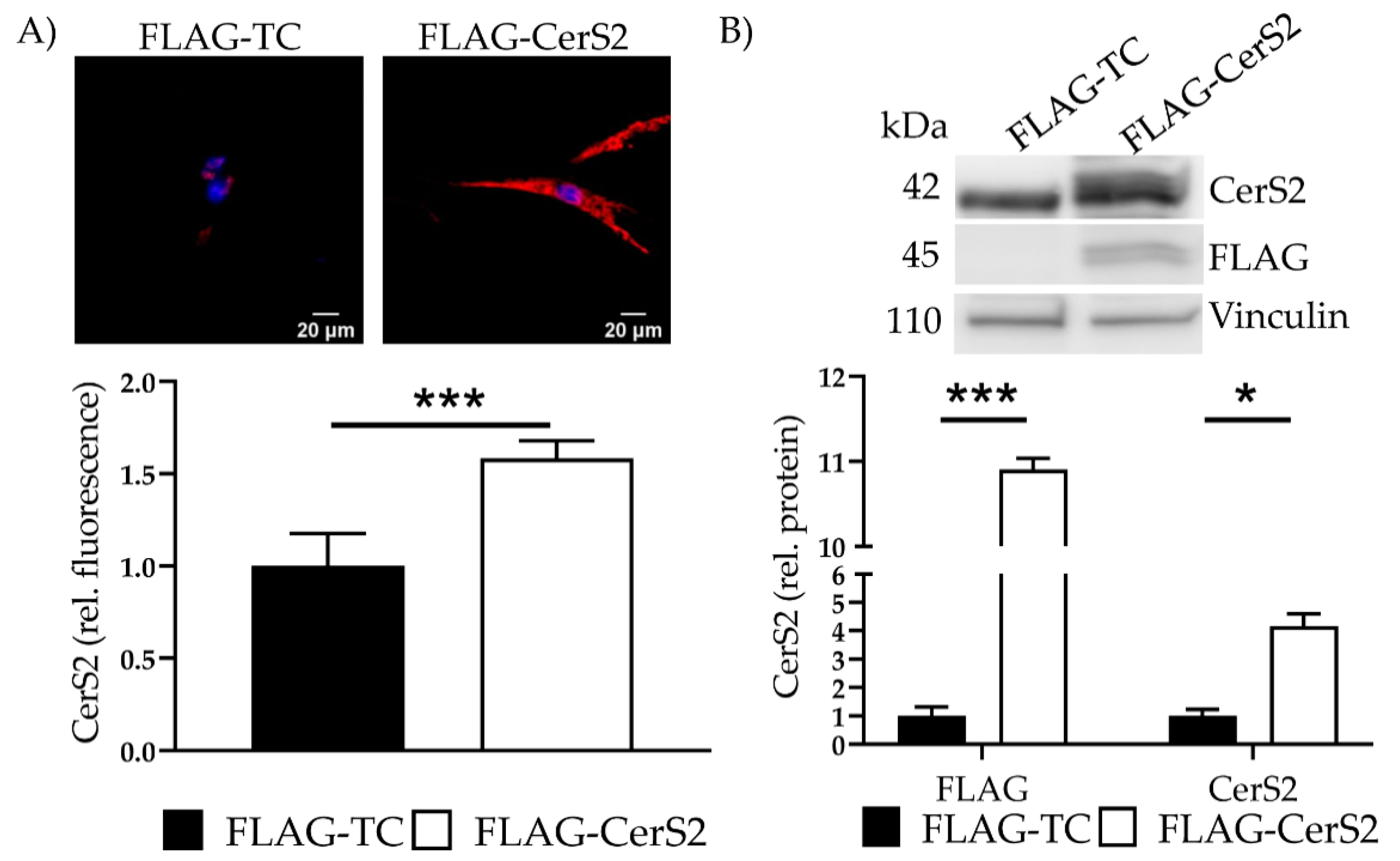 Ijms 22 11852 g007 550