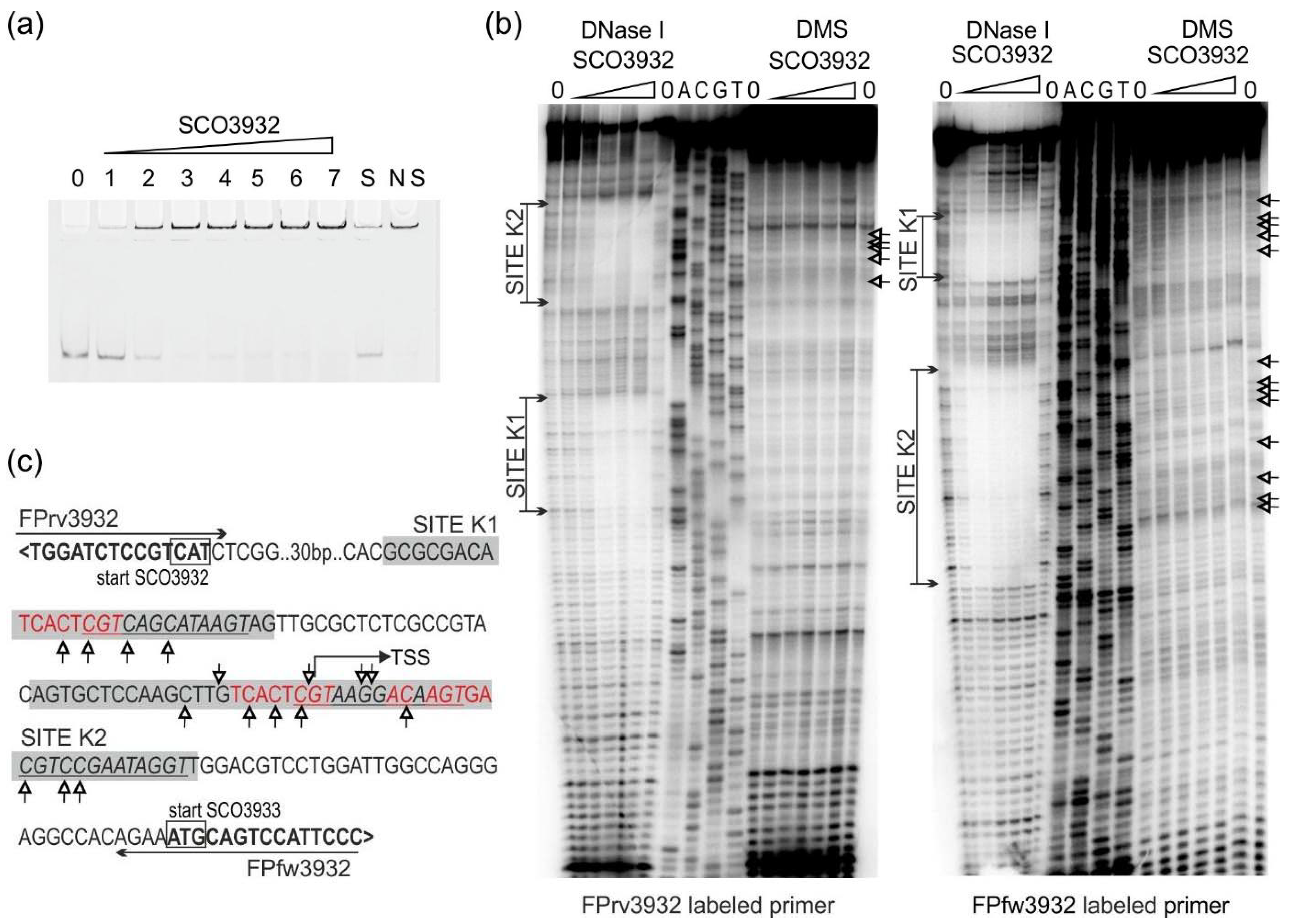 Ijms 22 11867 g001 Ijms 22 11867 g001