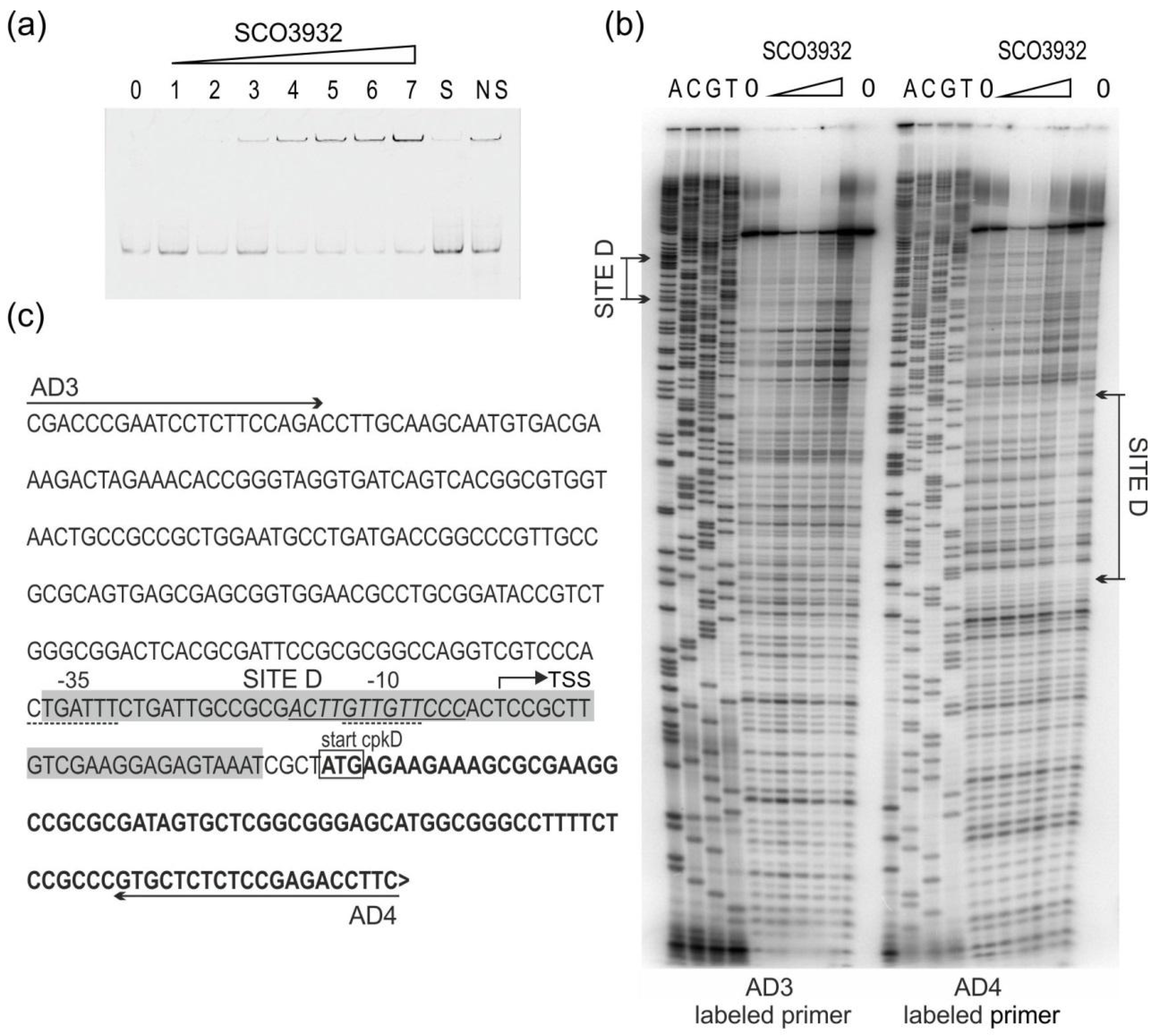 Ijms 22 11867 g002 Ijms 22 11867 g002