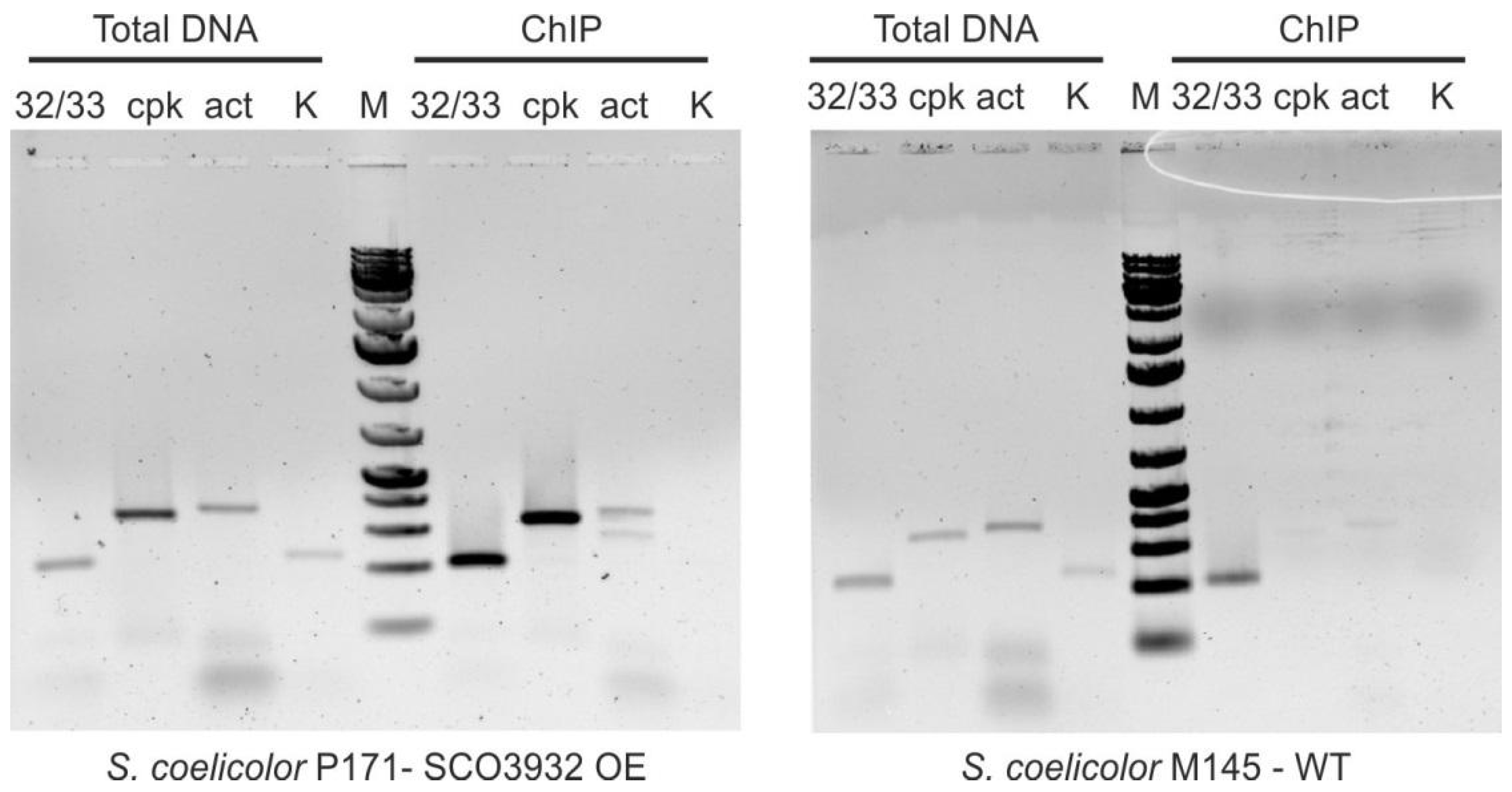 Ijms 22 11867 g005 Ijms 22 11867 g005