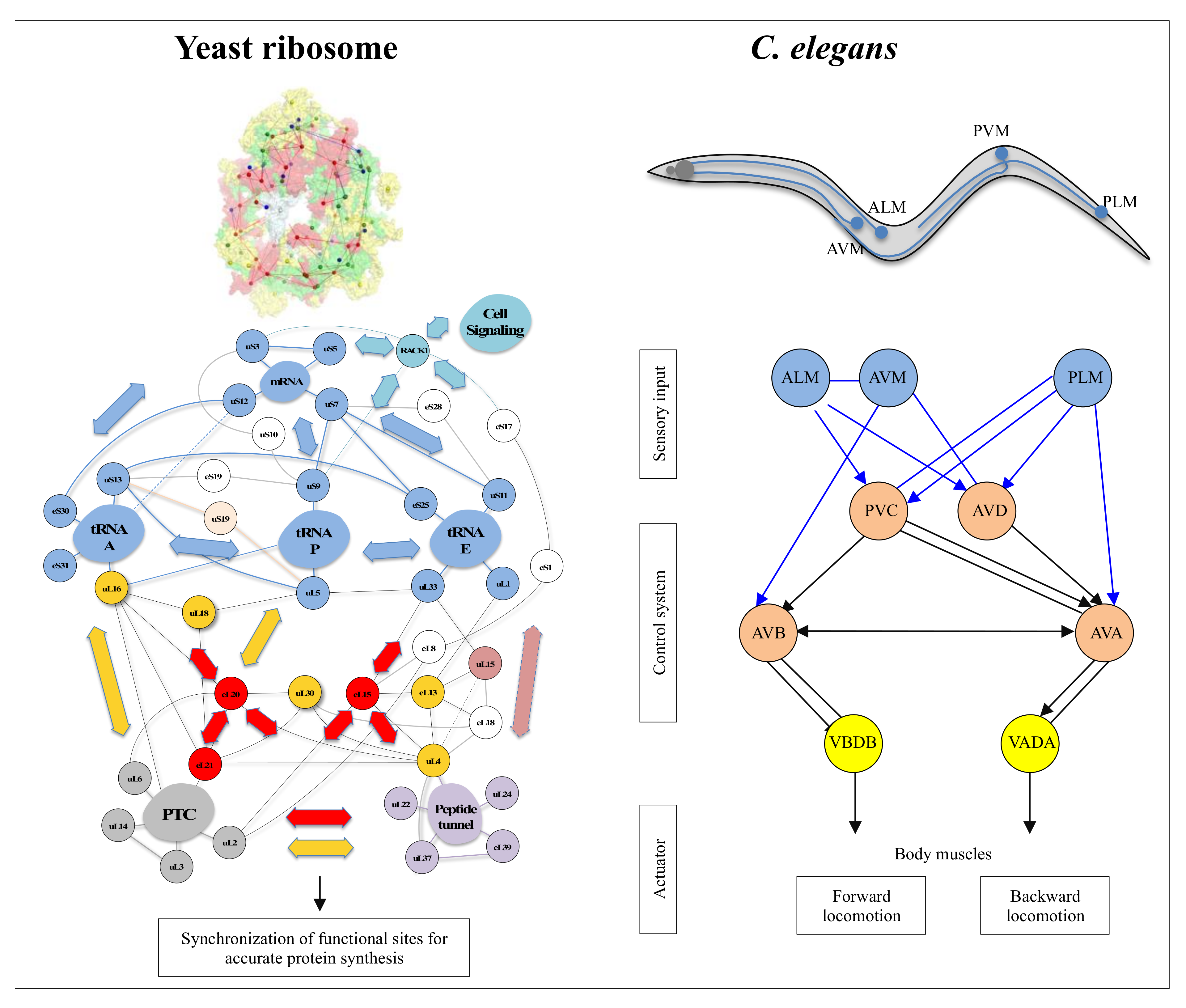 Ijms 22 11868 g007 Ijms 22 11868 g007