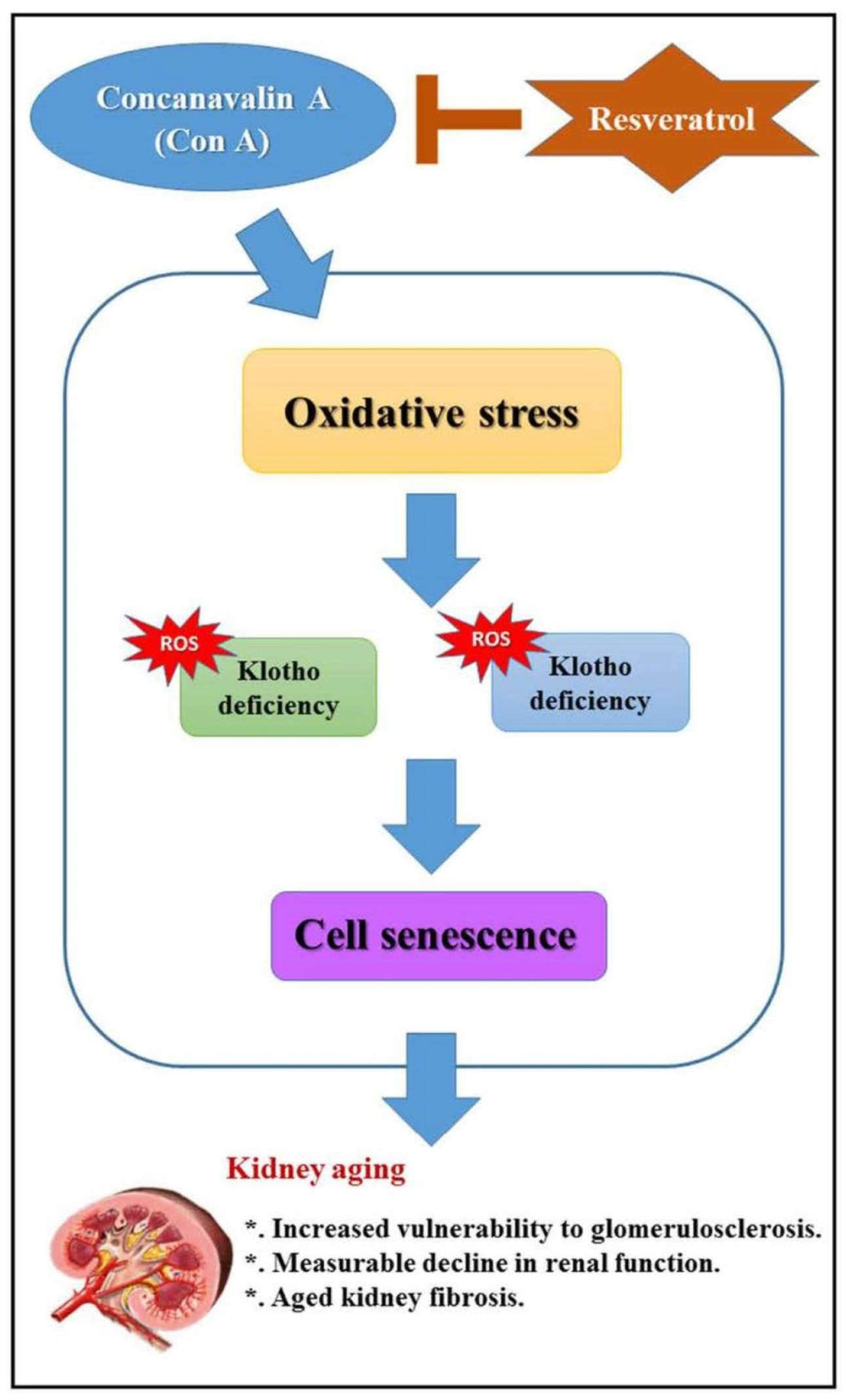 Ijms 22 11873 g001 550