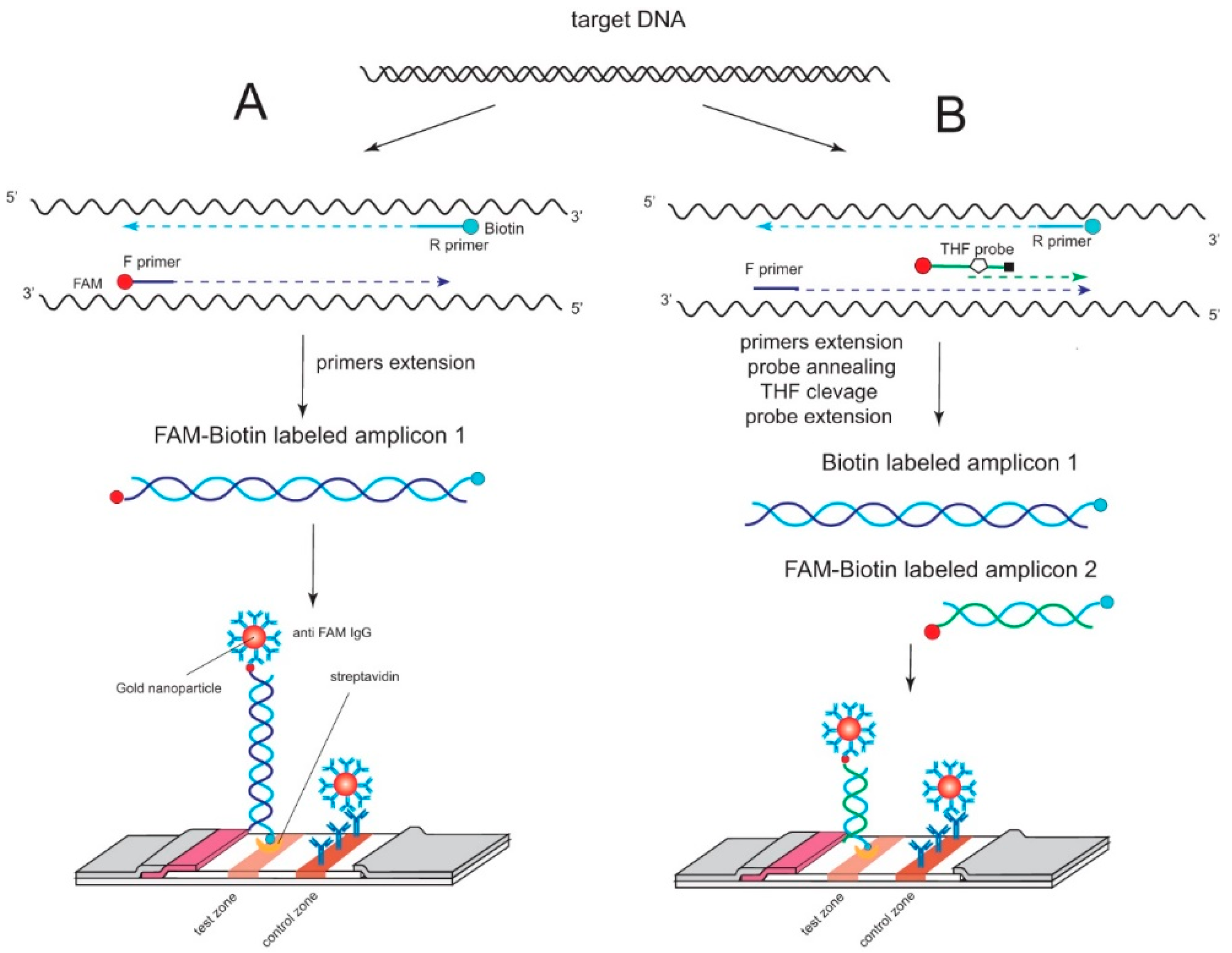 Ijms 22 11885 g001 Ijms 22 11885 g001