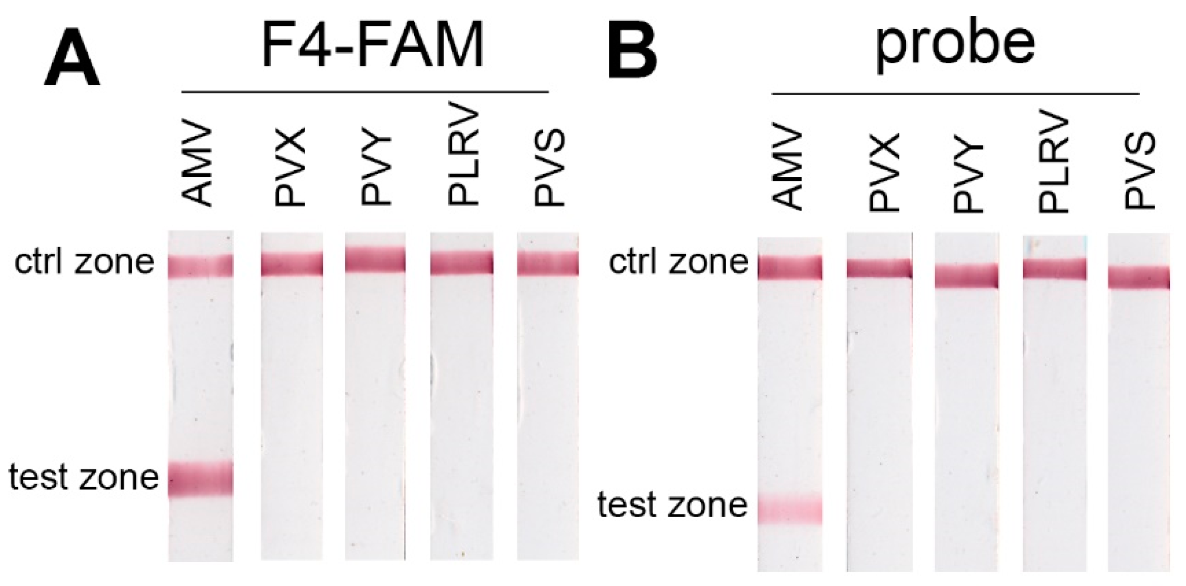 Ijms 22 11885 g004 Ijms 22 11885 g004