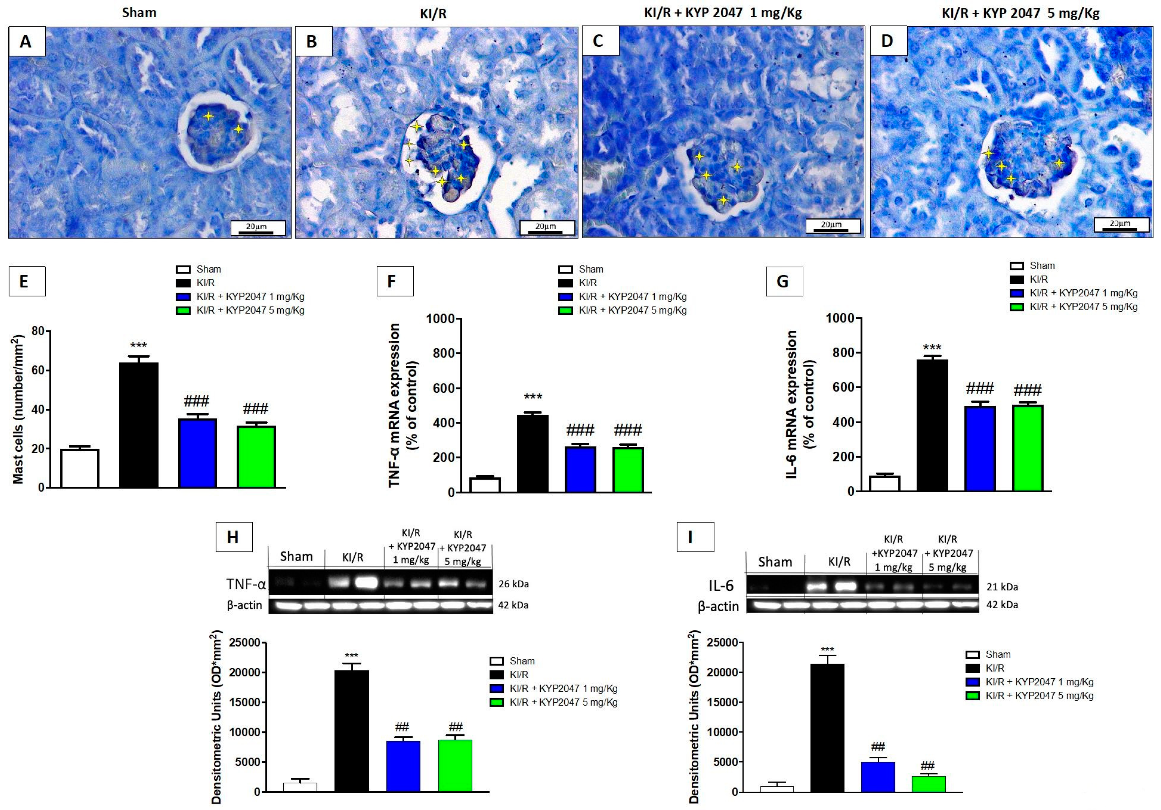 Ijms 22 11886 g005 Ijms 22 11886 g005