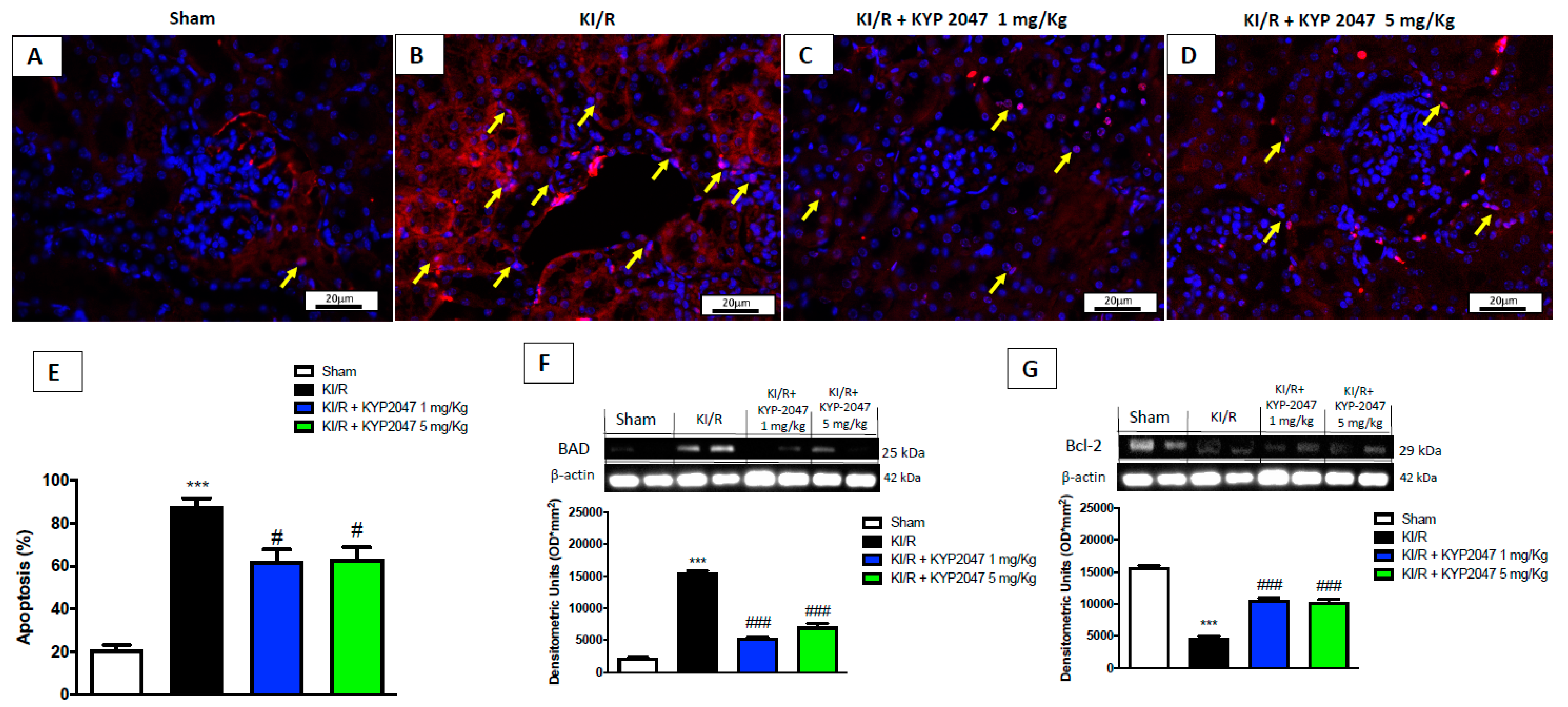Ijms 22 11886 g007 Ijms 22 11886 g007