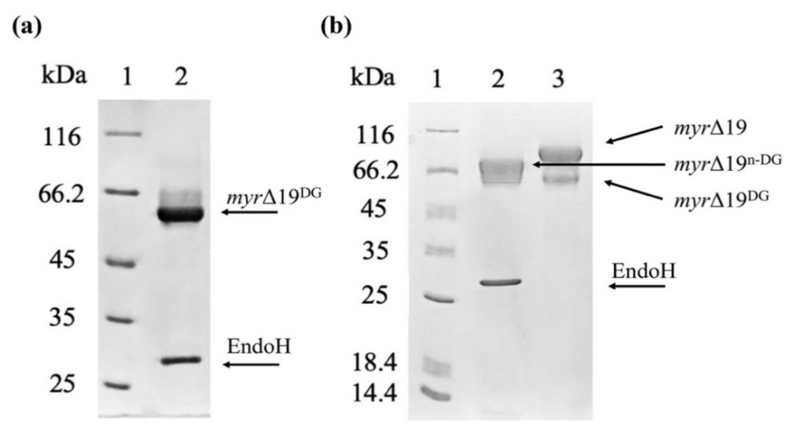 Ijms 22 11889 g005 550