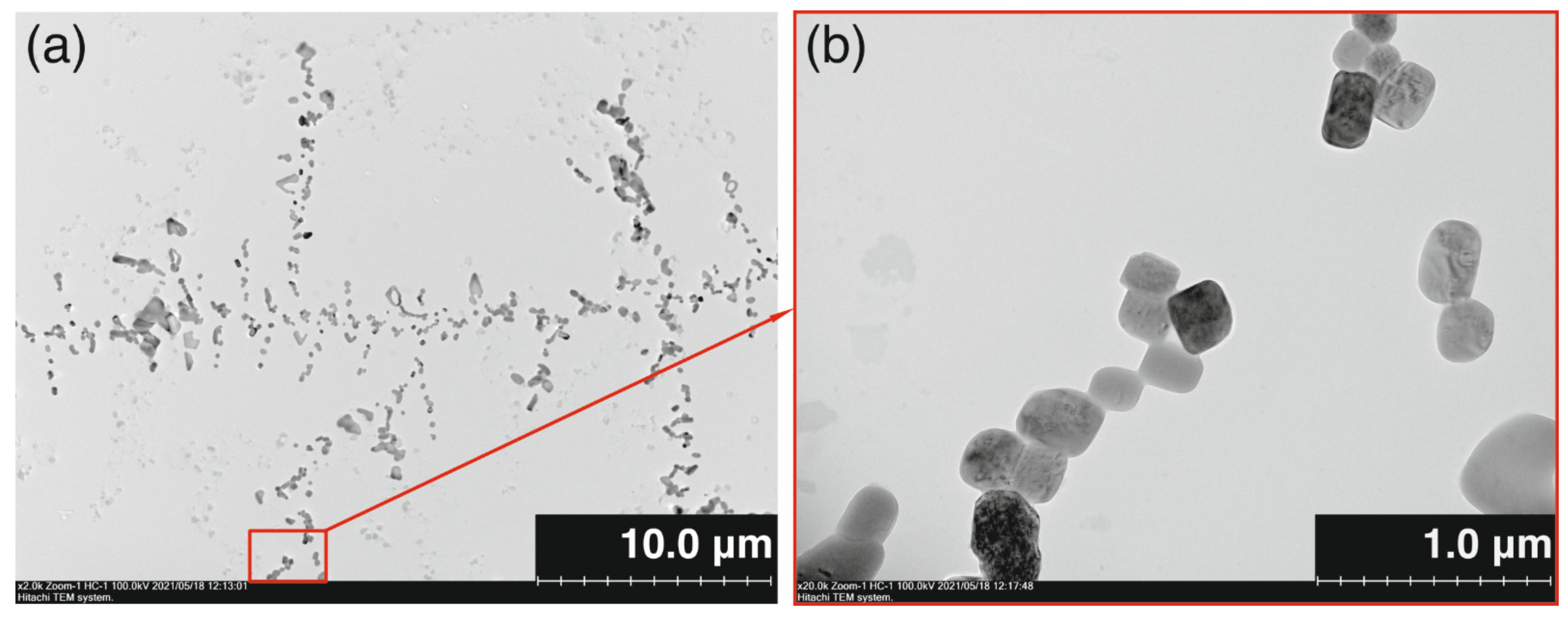 Ijms 22 11901 g003 Ijms 22 11901 g003