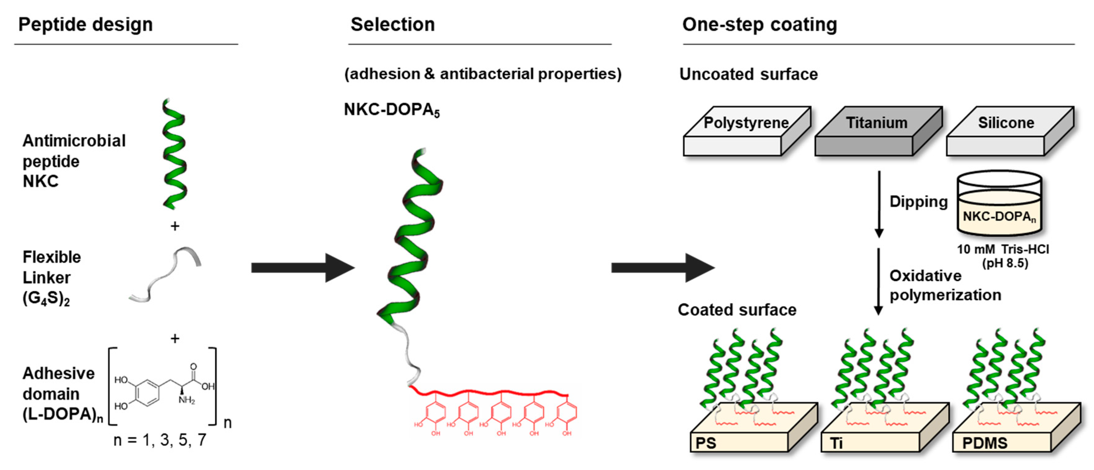 IJMS Free FullText Adhesive Antimicrobial Peptides Containing 3,4