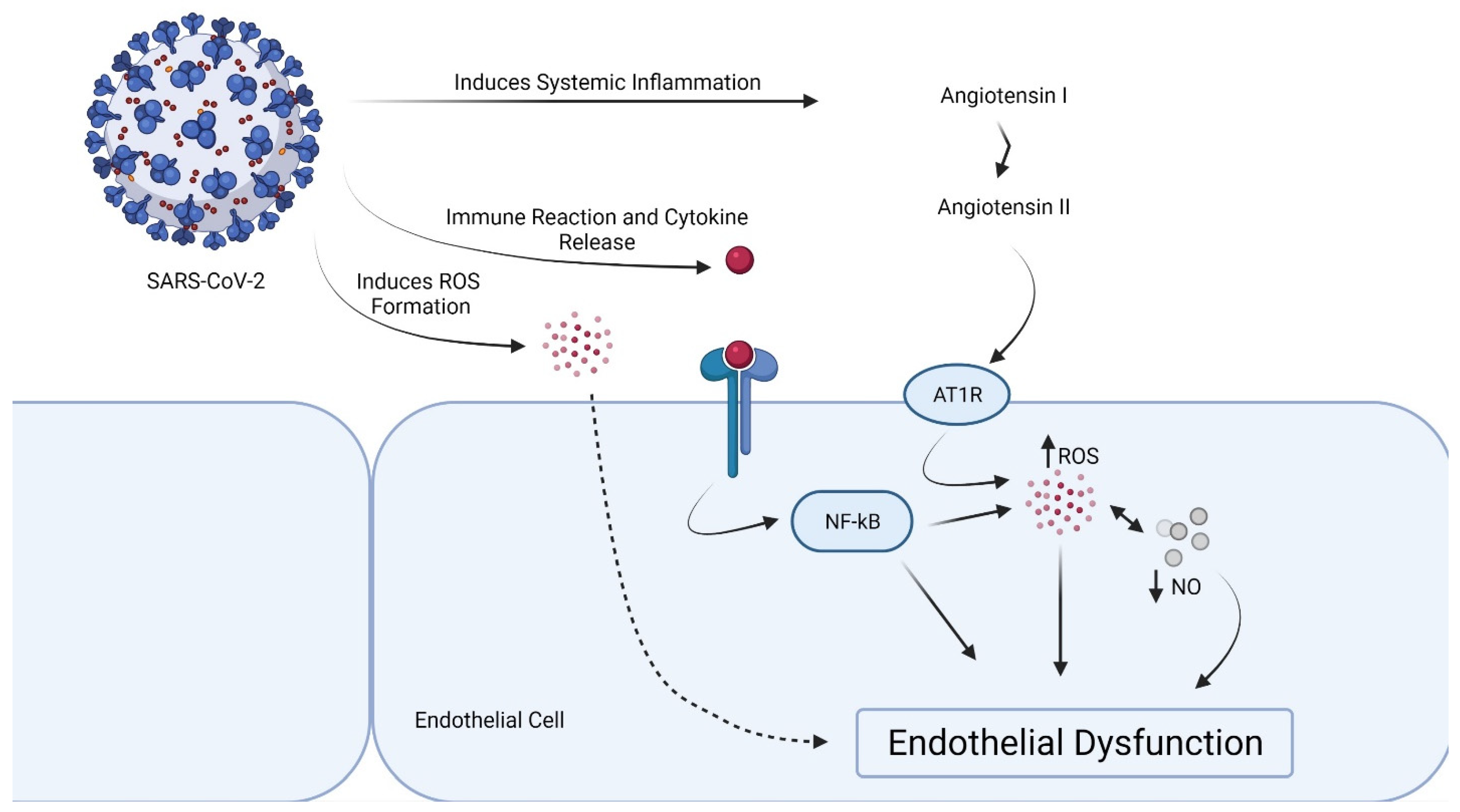 Lactate induces vascular permeability via disruption of VE-cadherin in  endothelial cells during sepsis