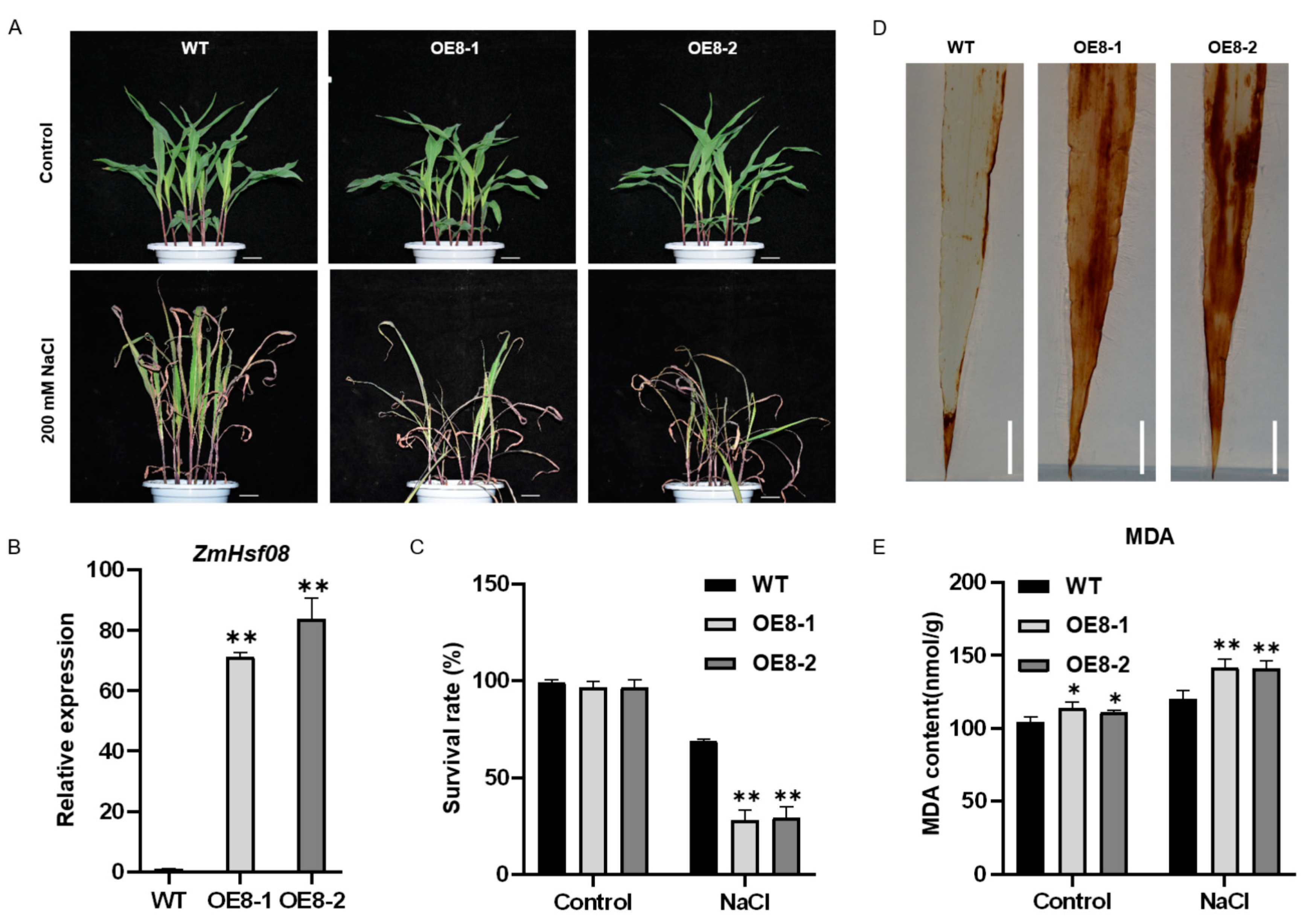 Ijms 22 11922 g004 550