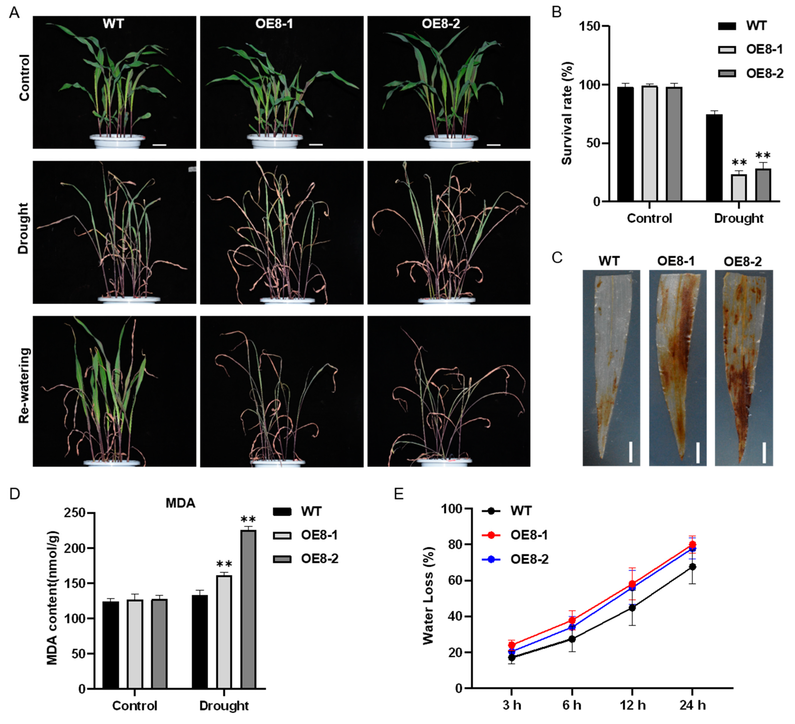 Ijms 22 11922 g005 550