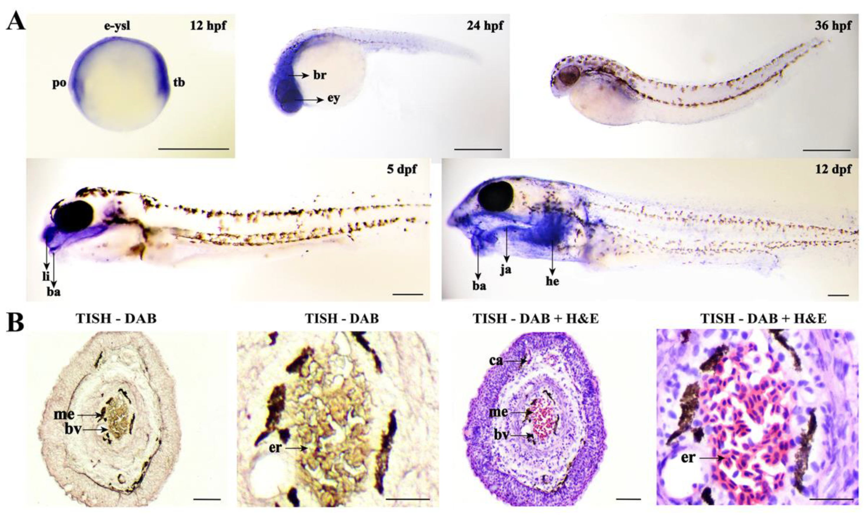 Ijms 22 11928 g006 550