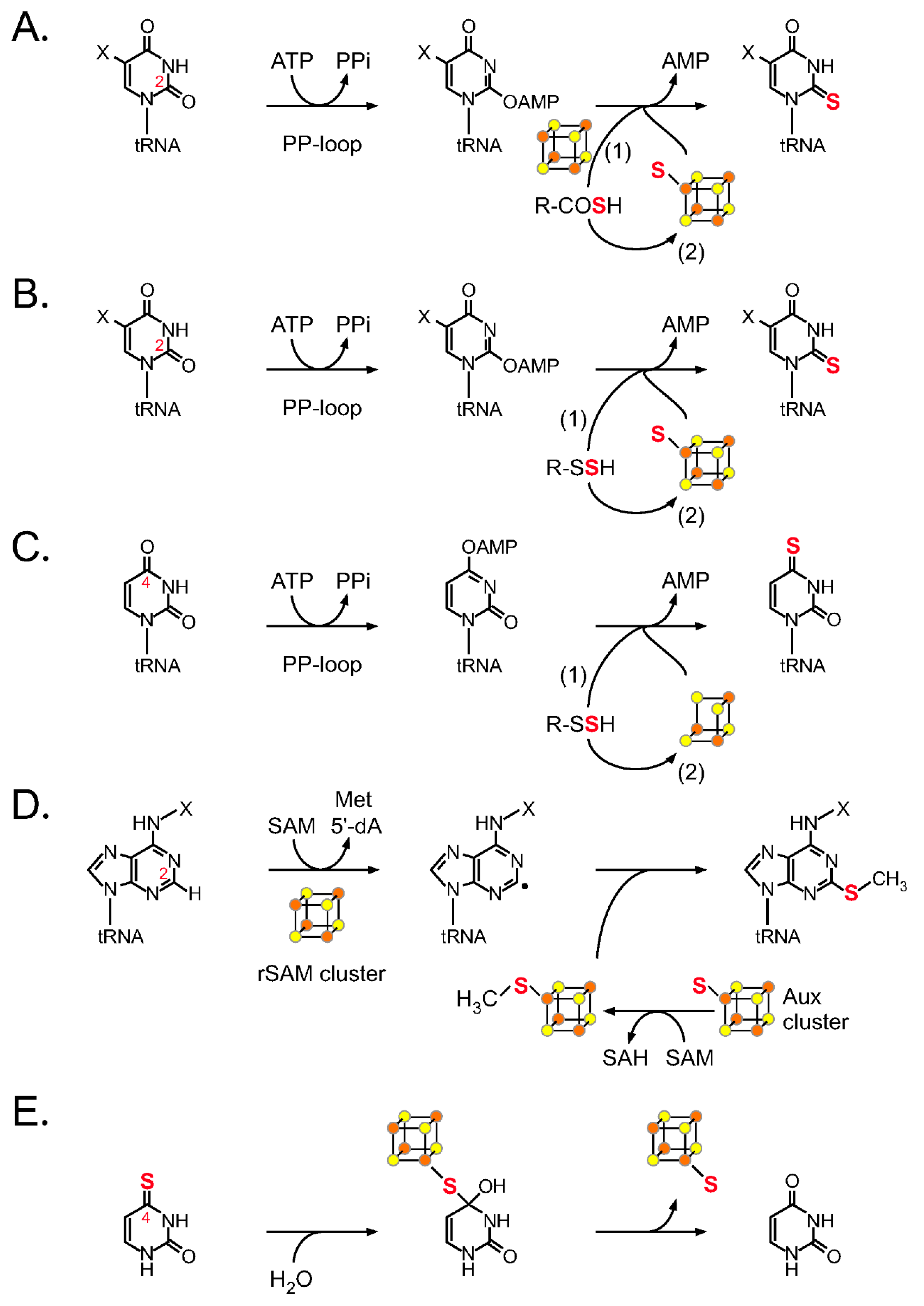 Ijms 22 11937 g002 550