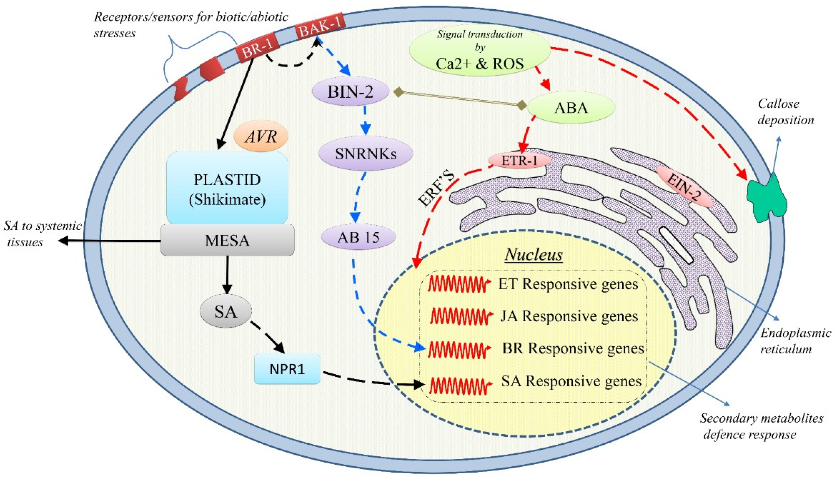 Ijms 22 11945 g001 550