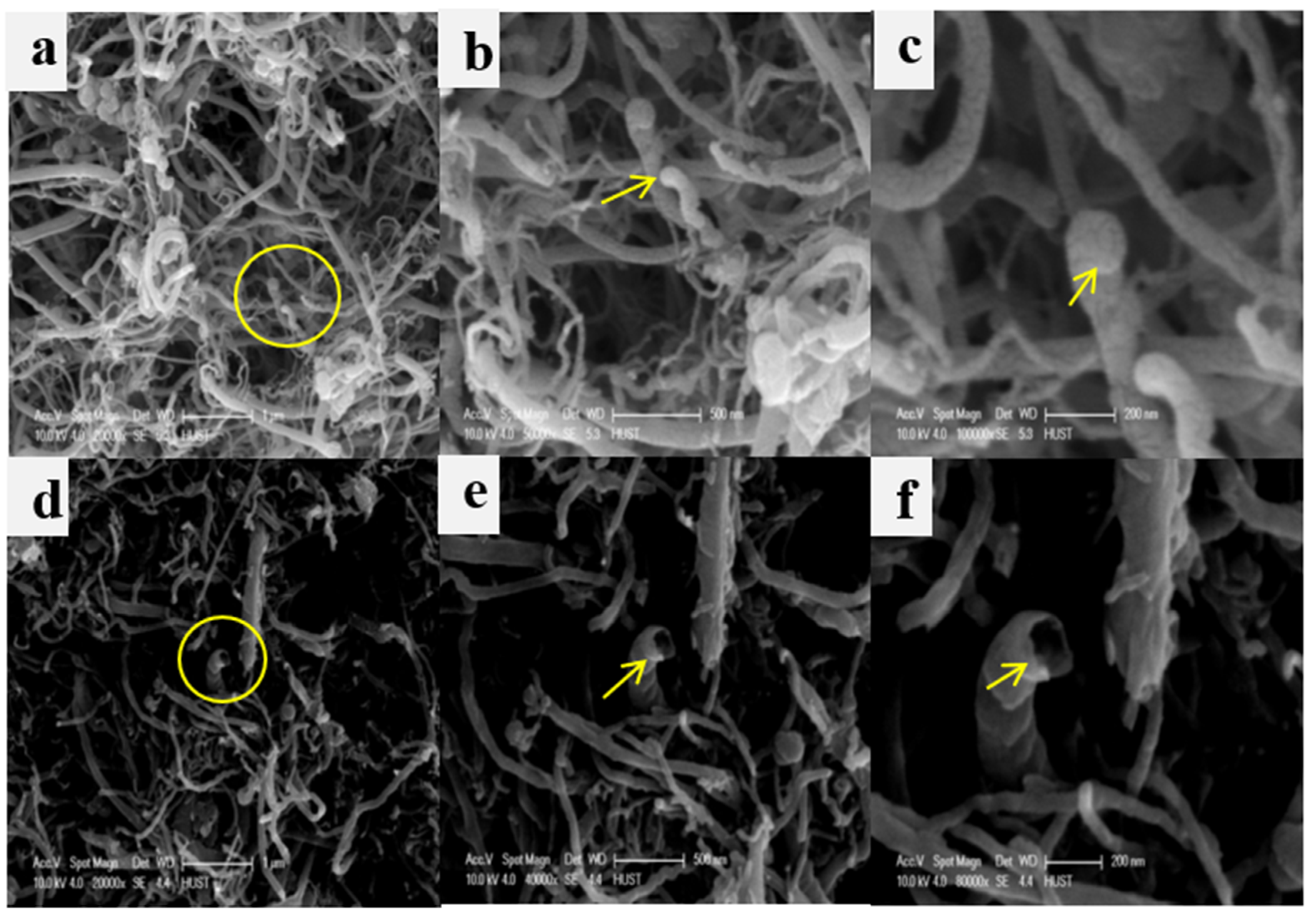 Ijms 22 11956 g003 550