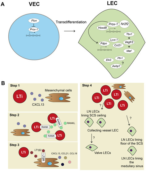 Ijms Free Full Text Single Cell Rna Sequencing Reveals Heterogeneity And Functional Diversity Of Lymphatic Endothelial Cells Html