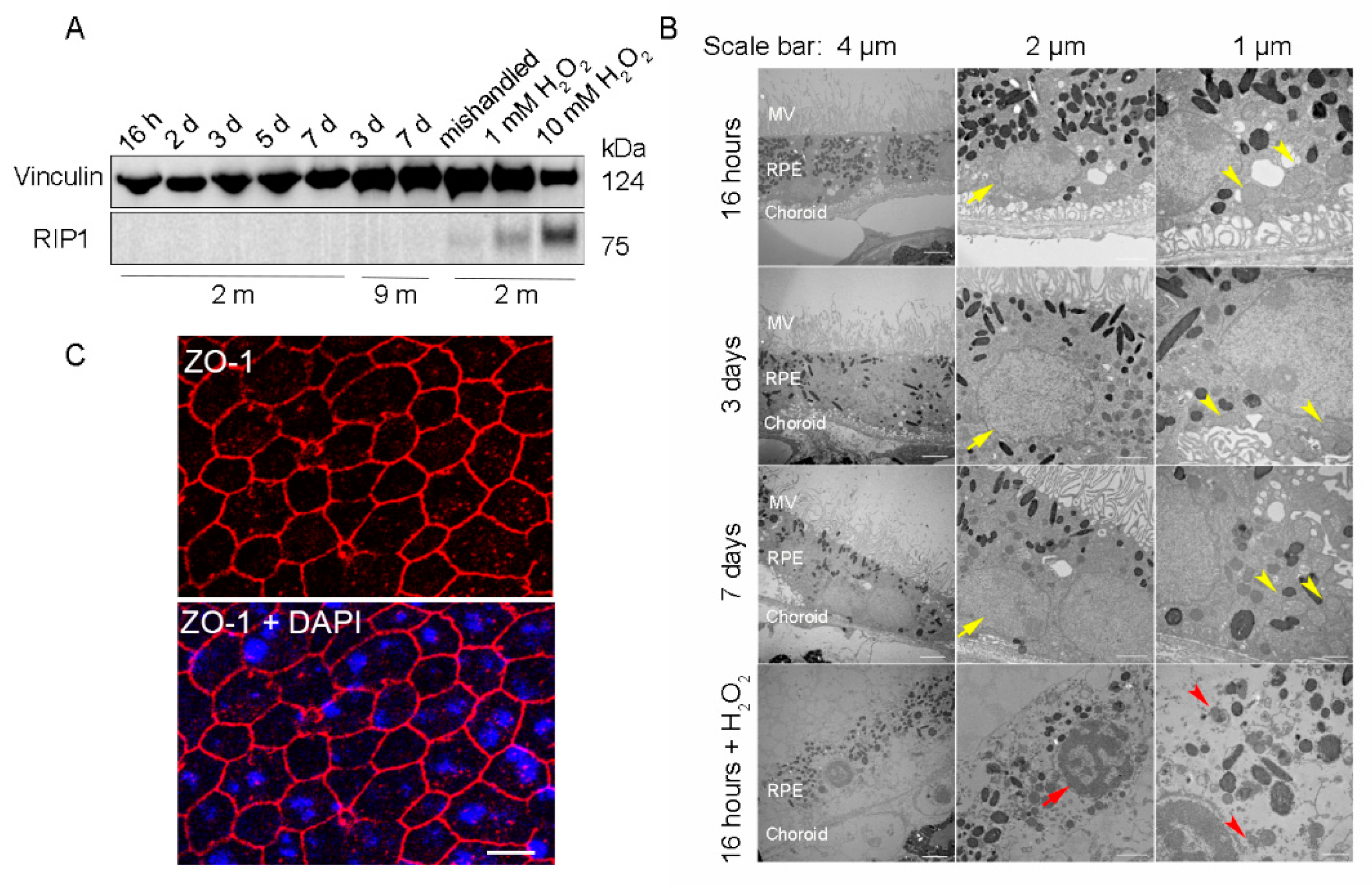 Ijms 22 11979 g002 550