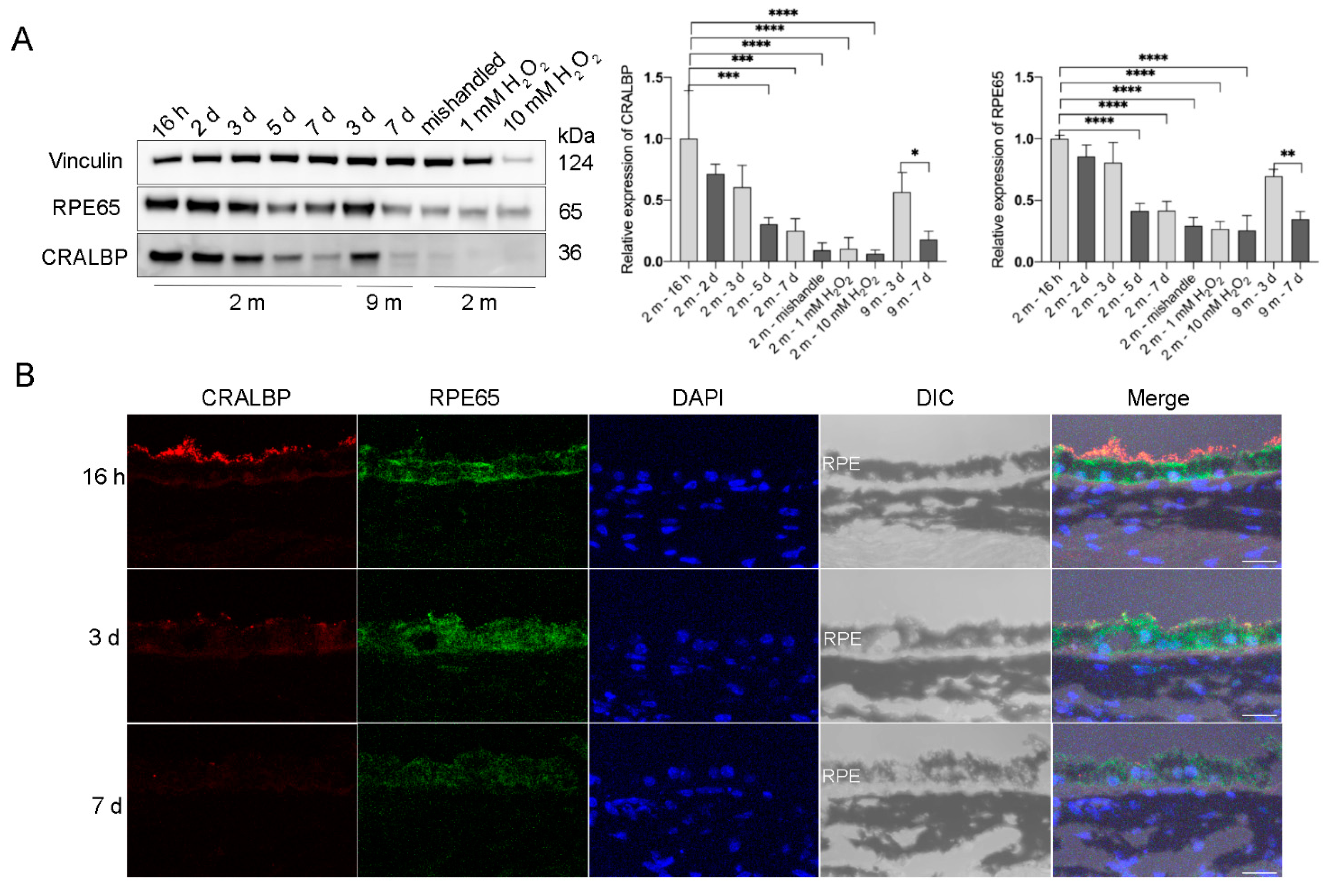 Ijms 22 11979 g003 550