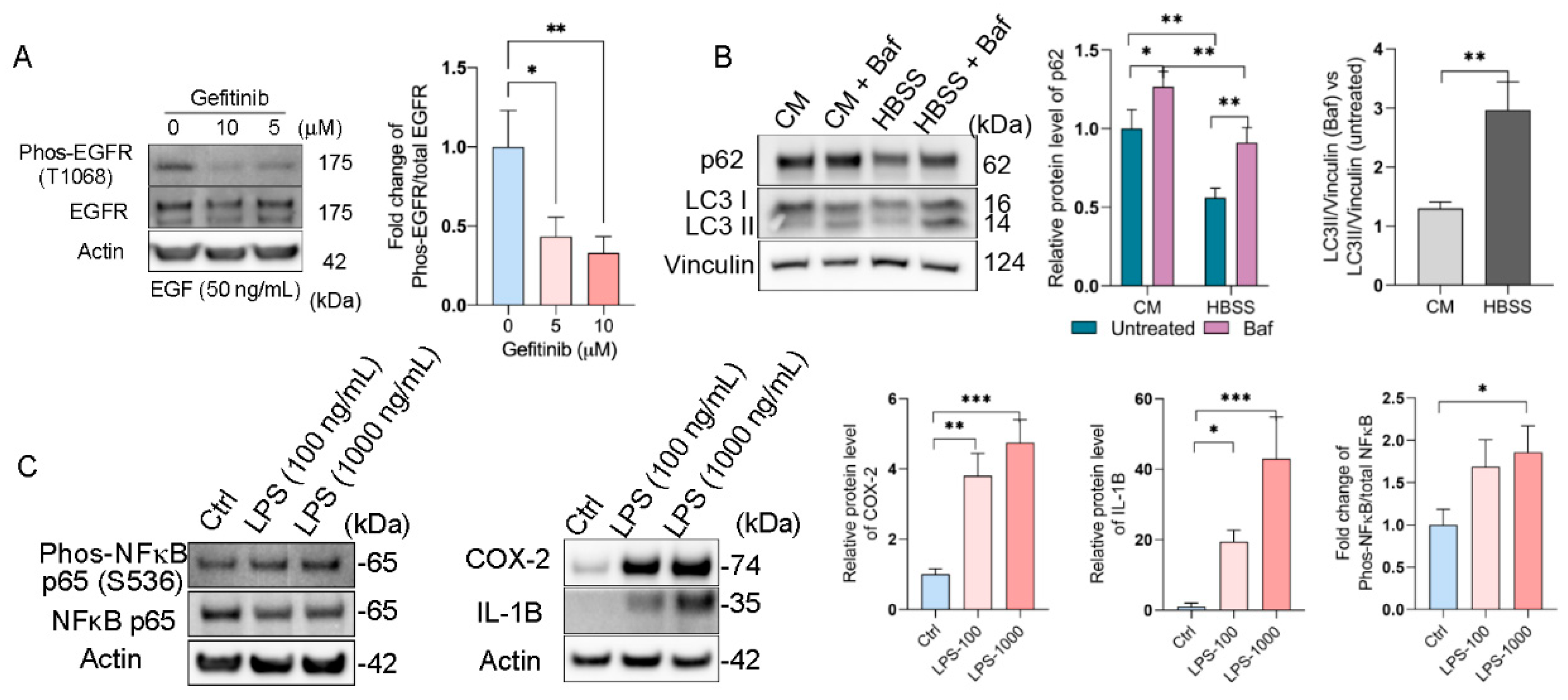 Ijms 22 11979 g005 550