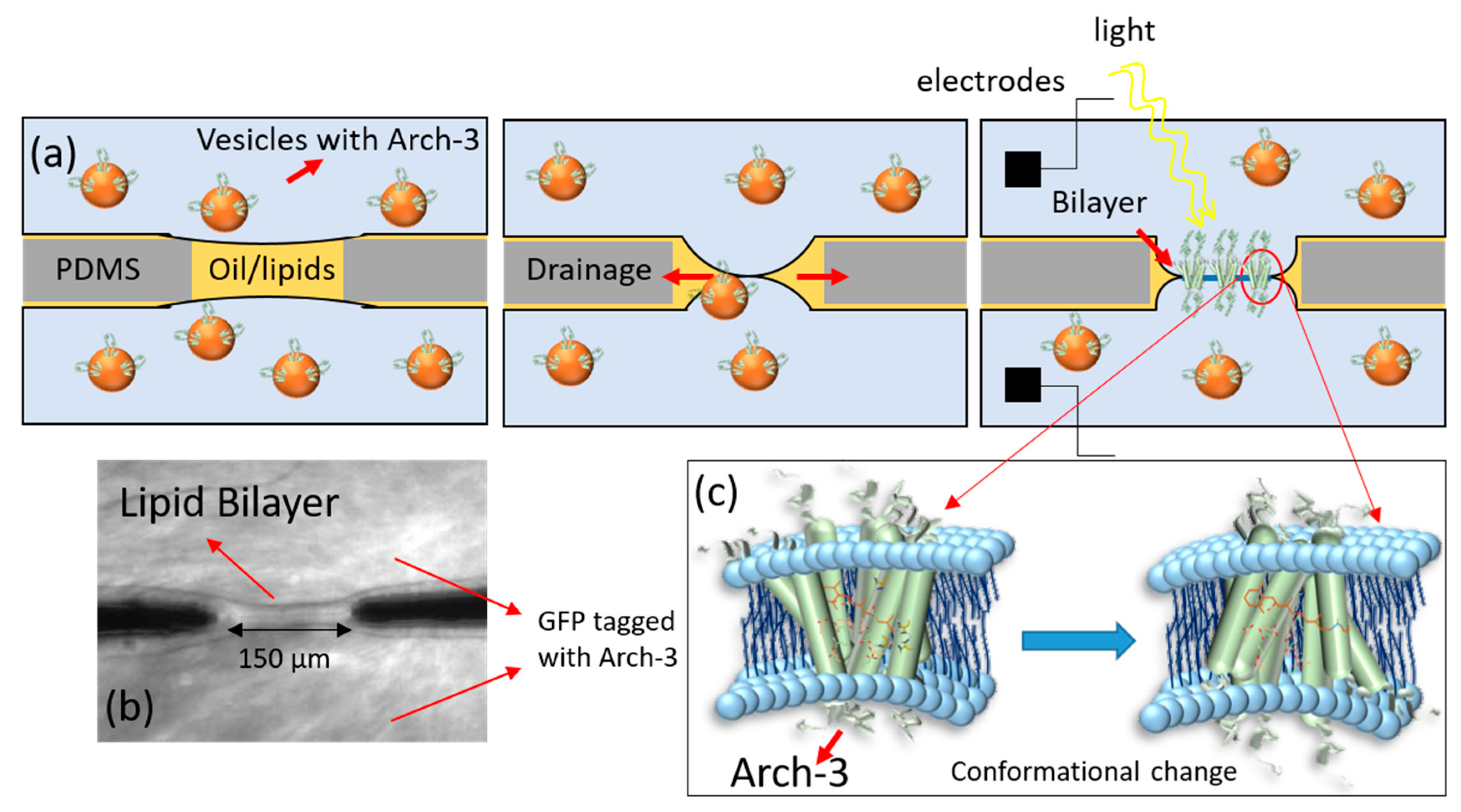 Ijms 22 11981 g001 550